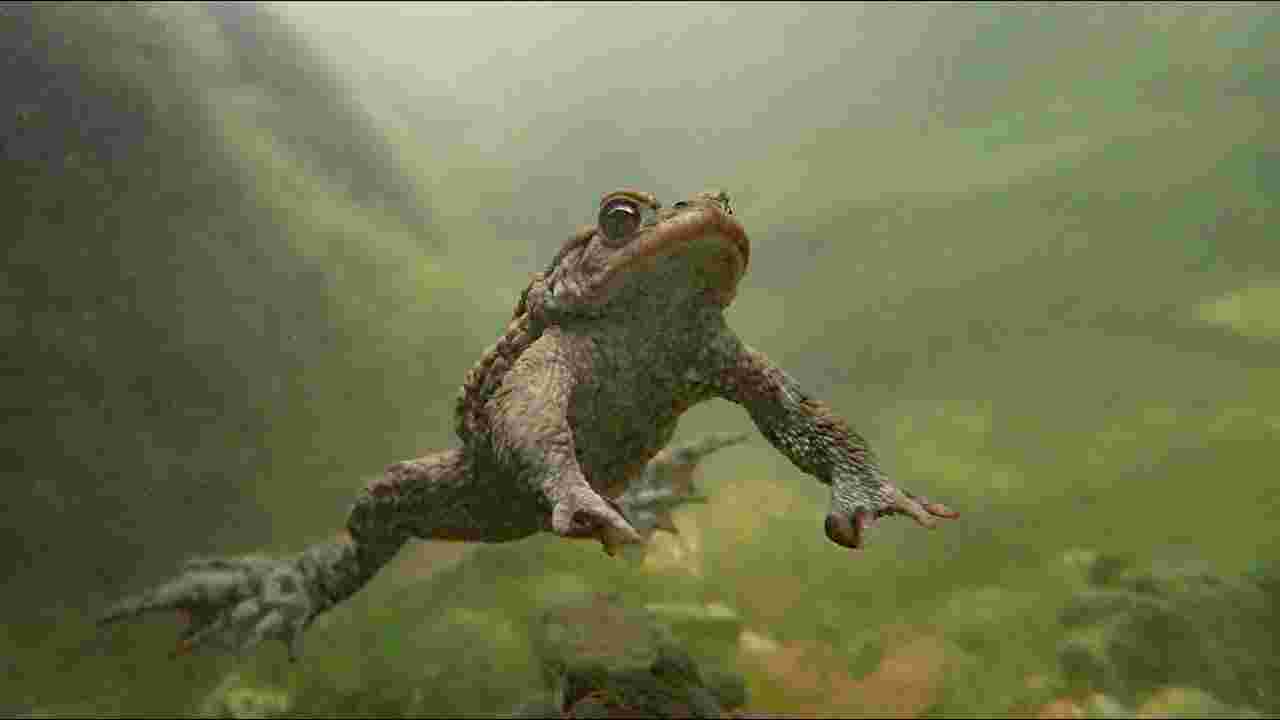 Help padden en amfibieën oversteken