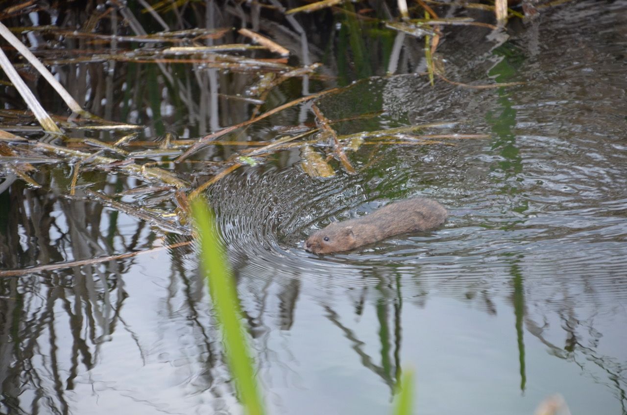 Honorary Warden for Silvermeade (Rangers Team)