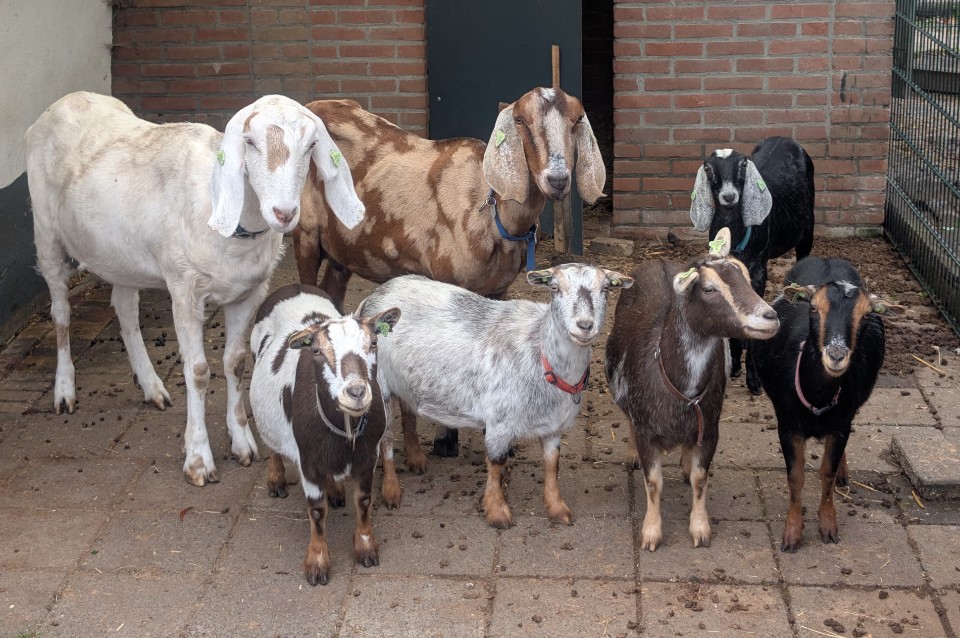 Vrijwilliger dieren voeren en verzorgen