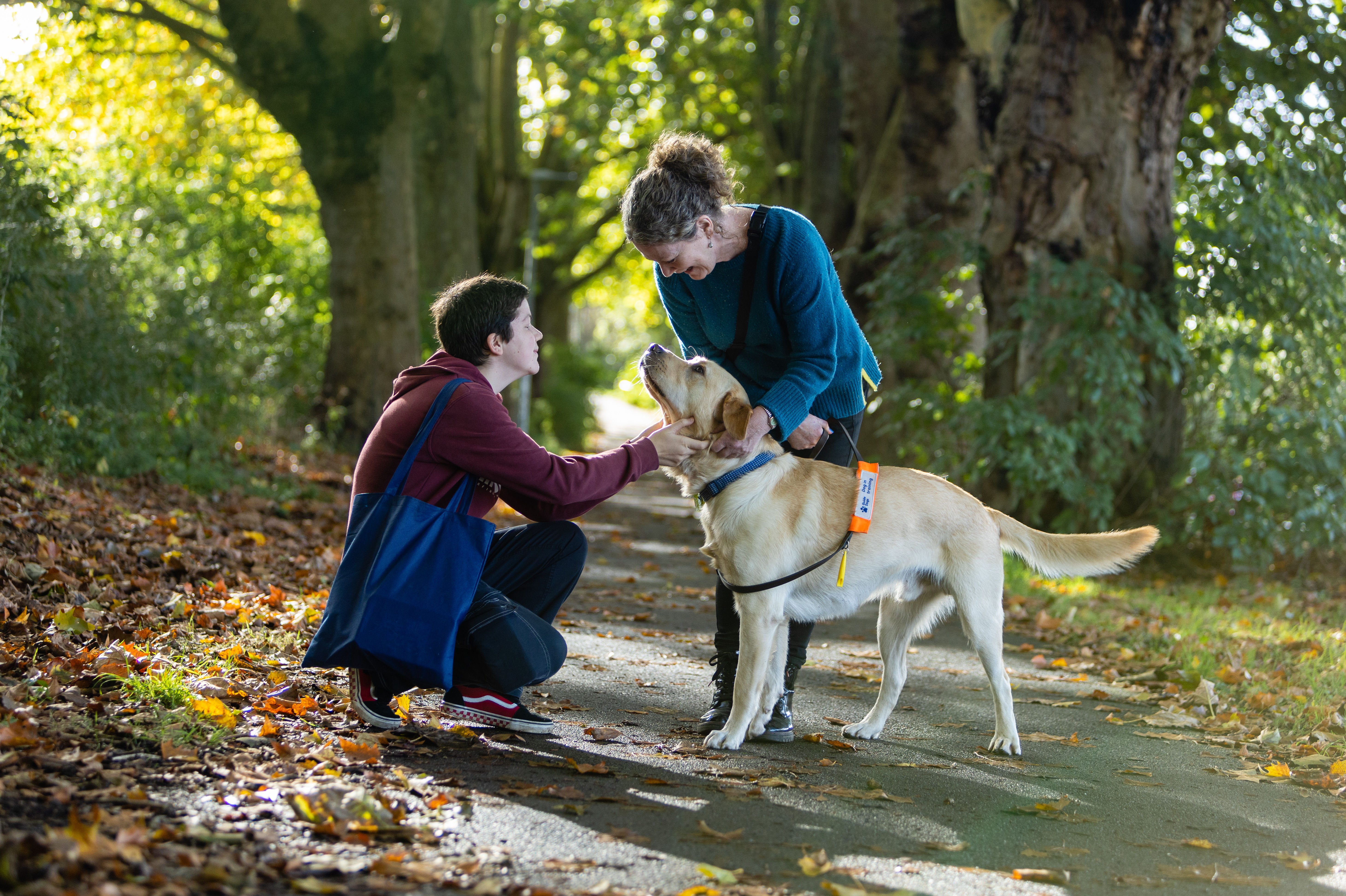 Virtual information event - could you look after a Guide Dog in training? 