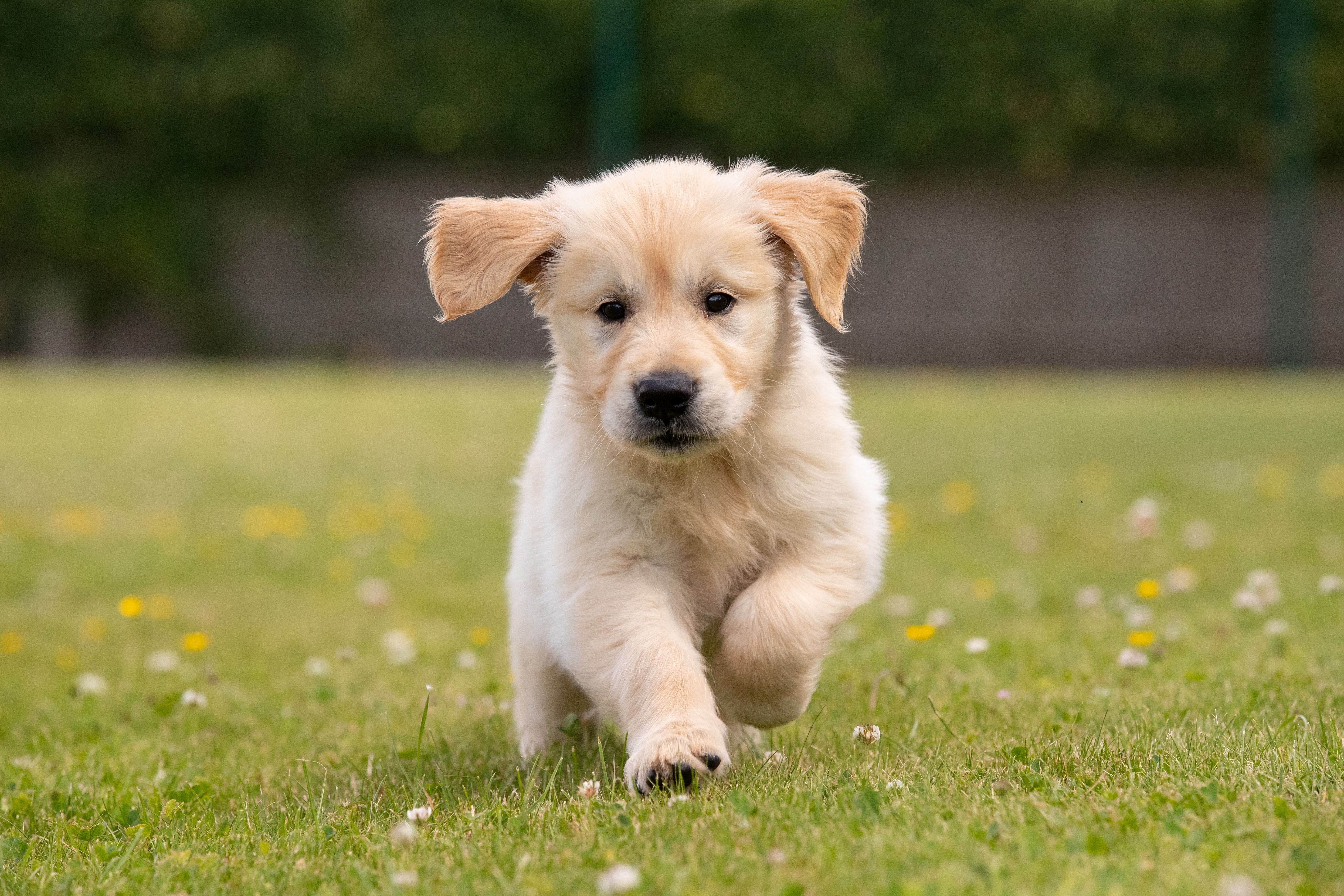 Virtual Puppy Raising Information Event