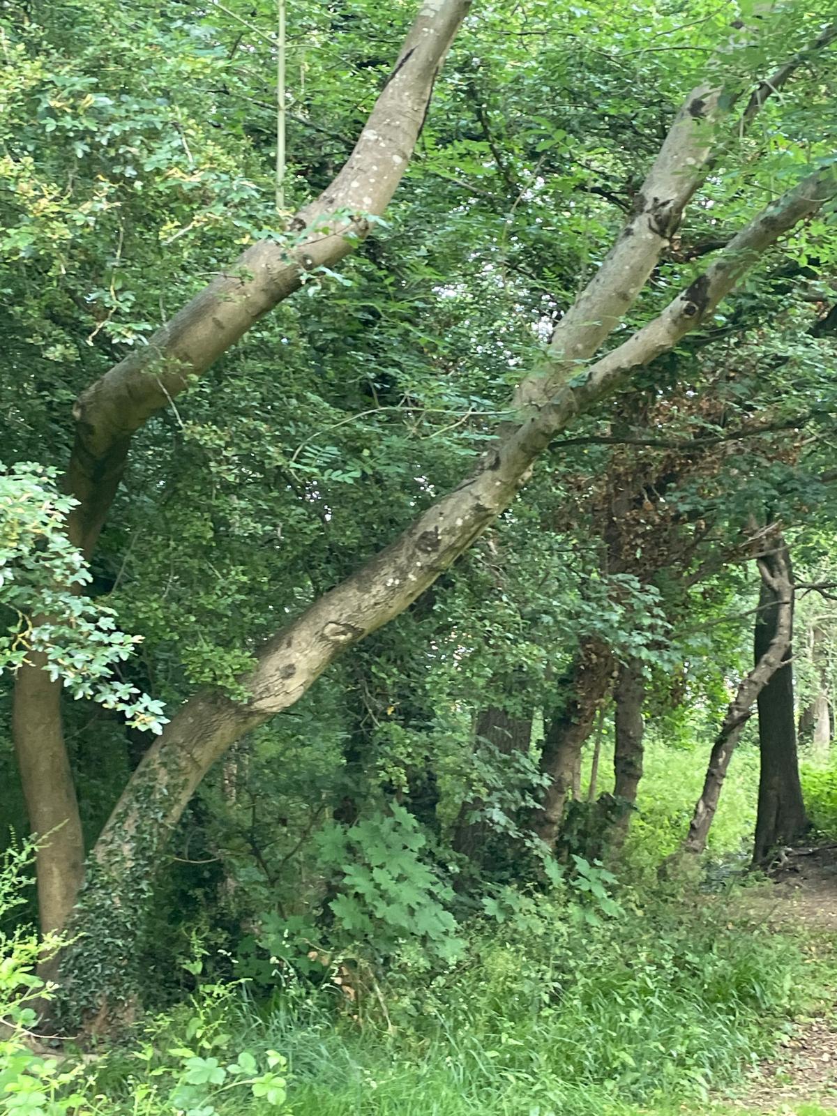 Bringing Biodiversity to Bedgrove Spinney