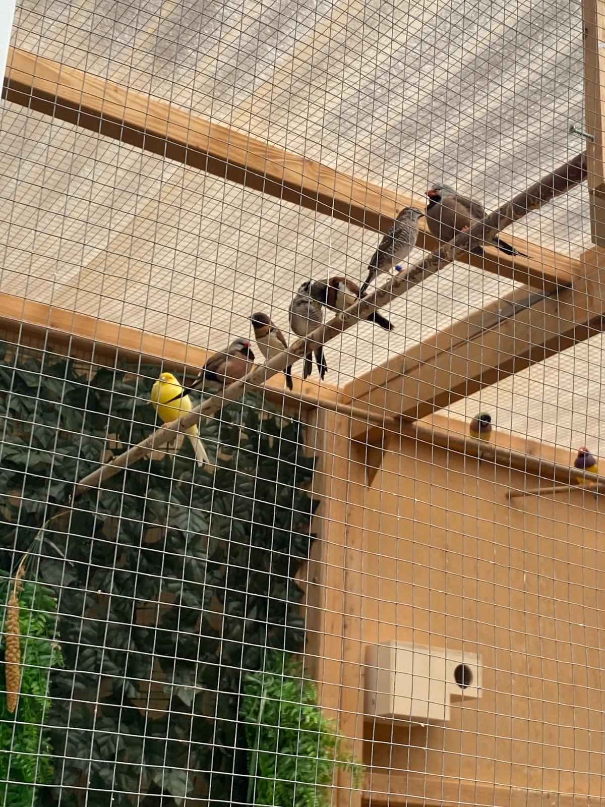 Vrijwilliger Vogelverzorging in de Wintertuin