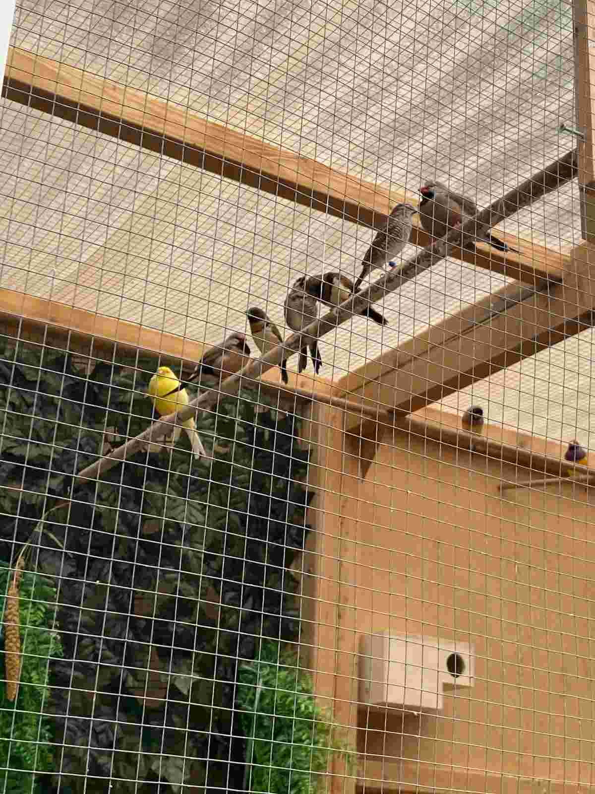 Vrijwilliger Vogelverzorging in de Wintertuin