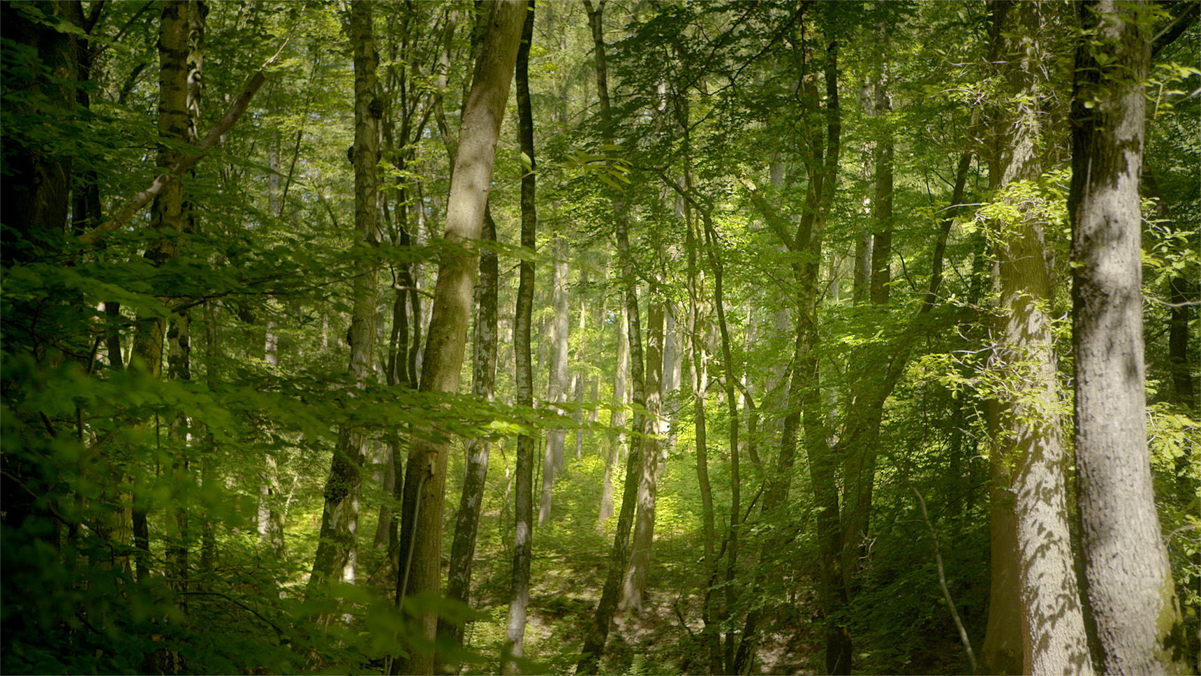 Filmvertoning: 'Eeuwige Bossen'