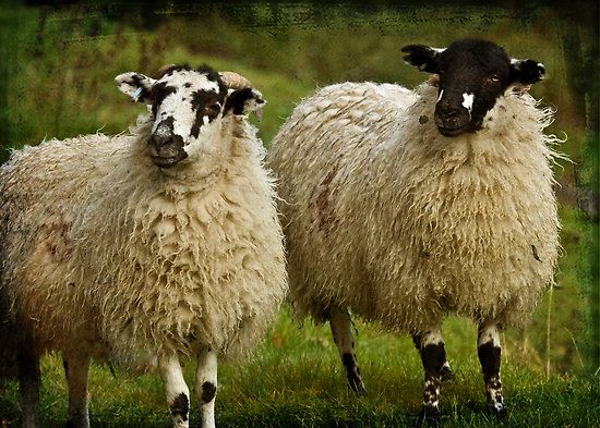 Dancersend & Aston Clinton Ragpits Monday Stockwatcher