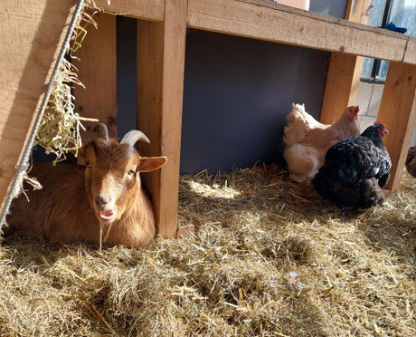 Vrijwilliger bij het vak Plant en Dier