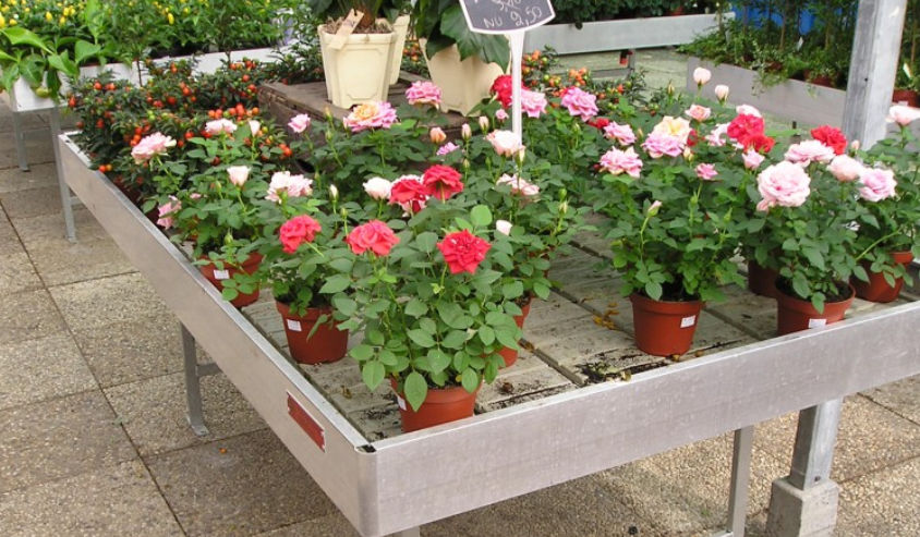 Groene vingers gezocht 