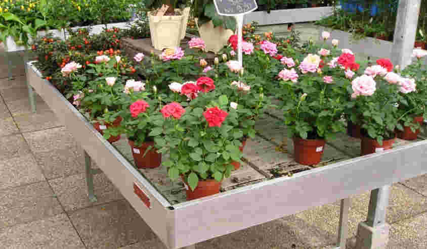 Groene vingers gezocht