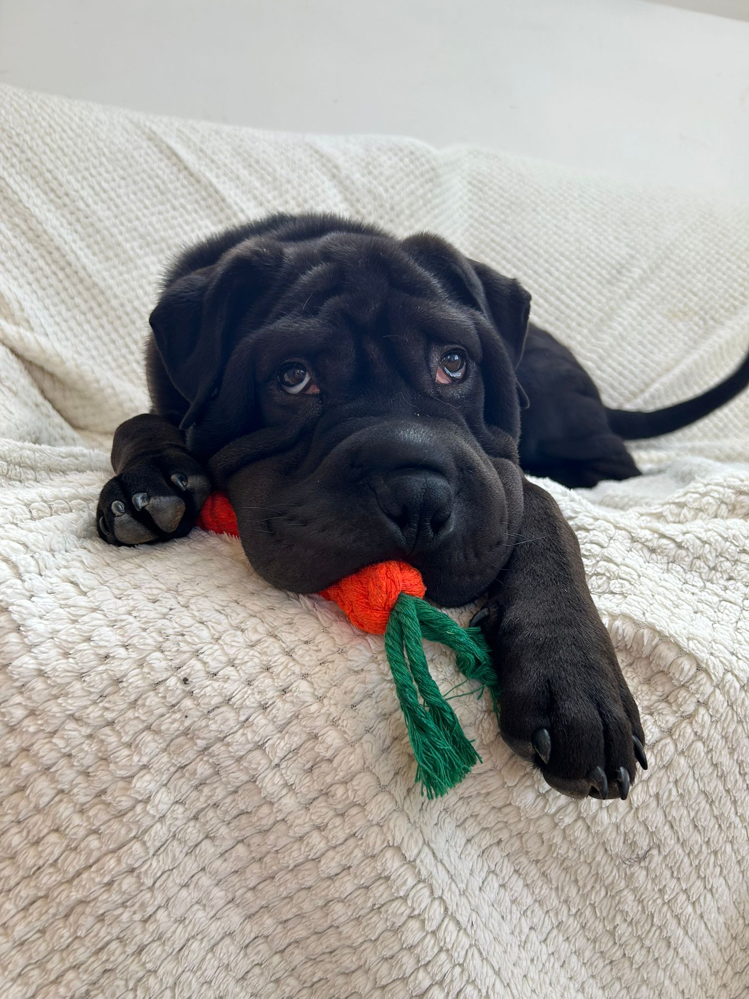 Pet Food Bank Volunteer