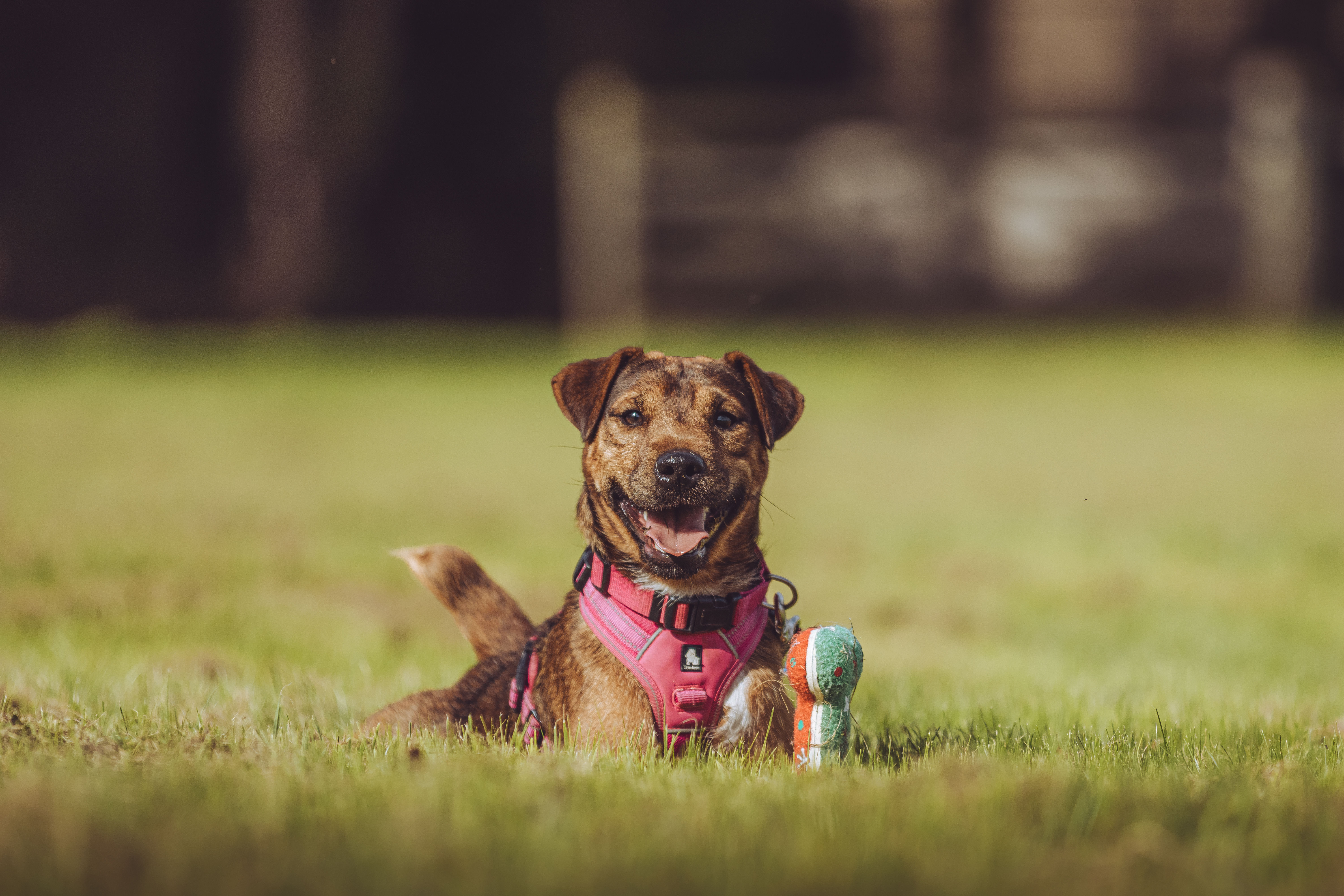 Toymaking Facilitator