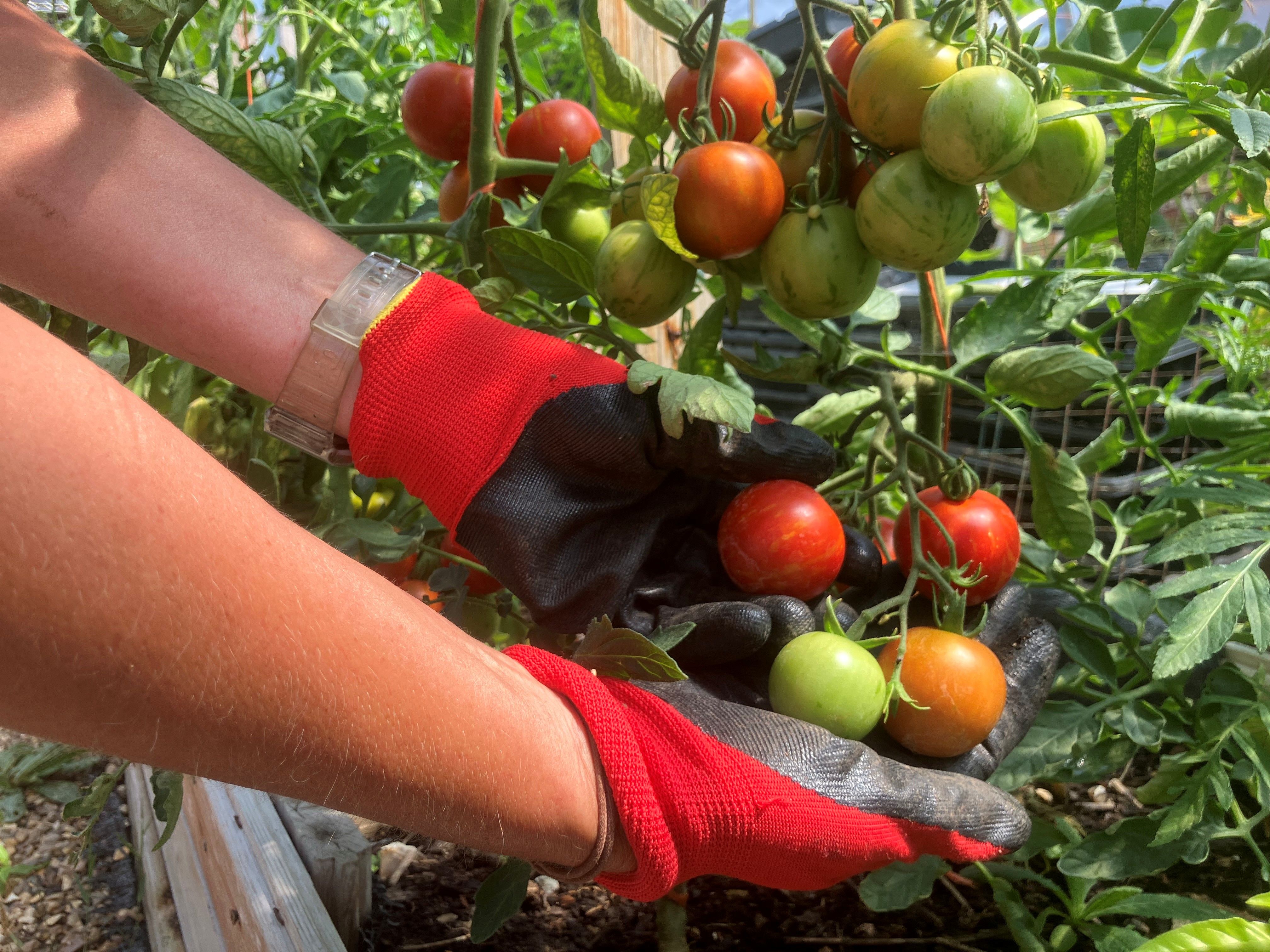 Garden Buddy Volunteers