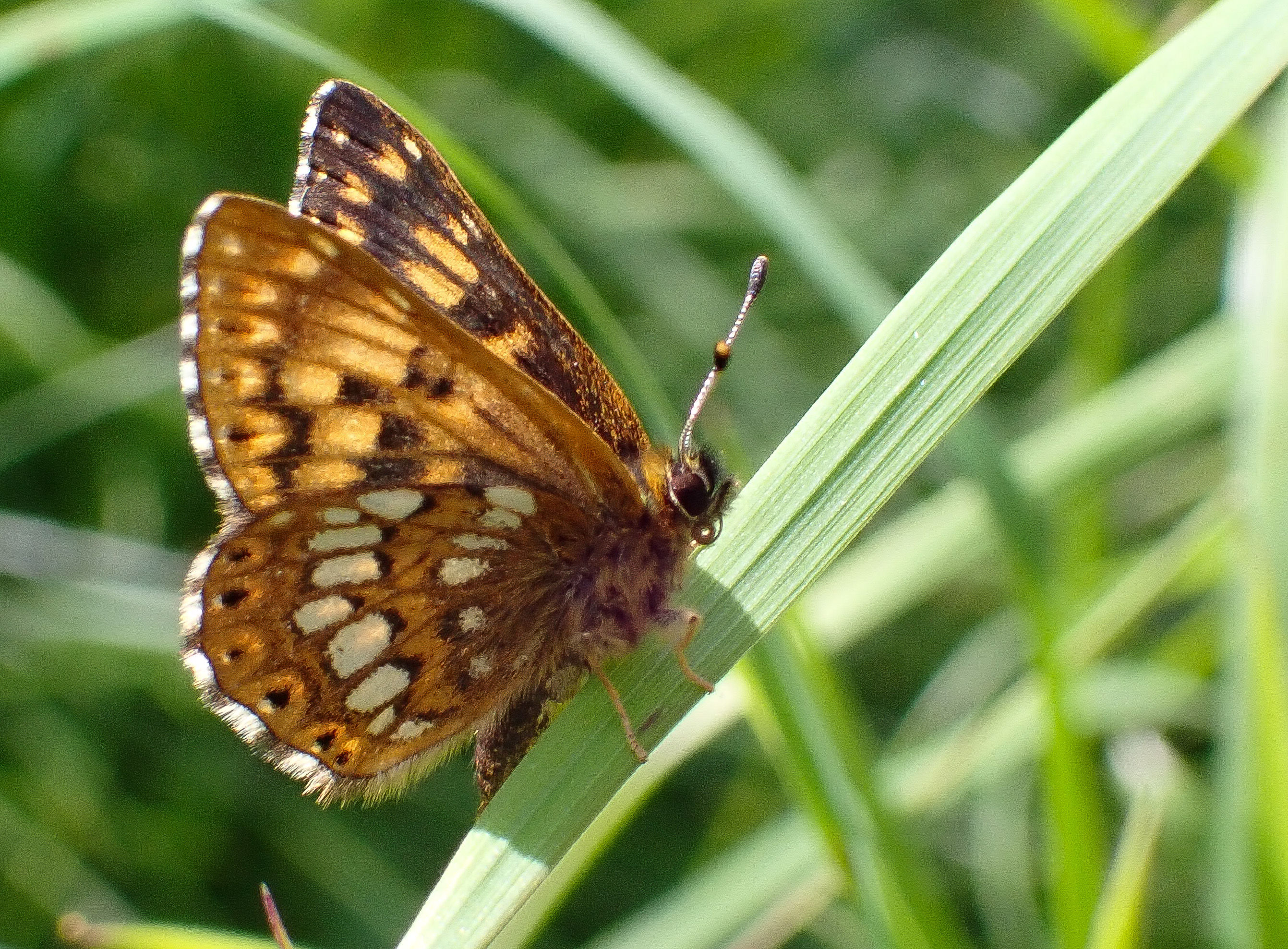Learn to survey for the early life stages of the Duke of Burgundy Butterfly