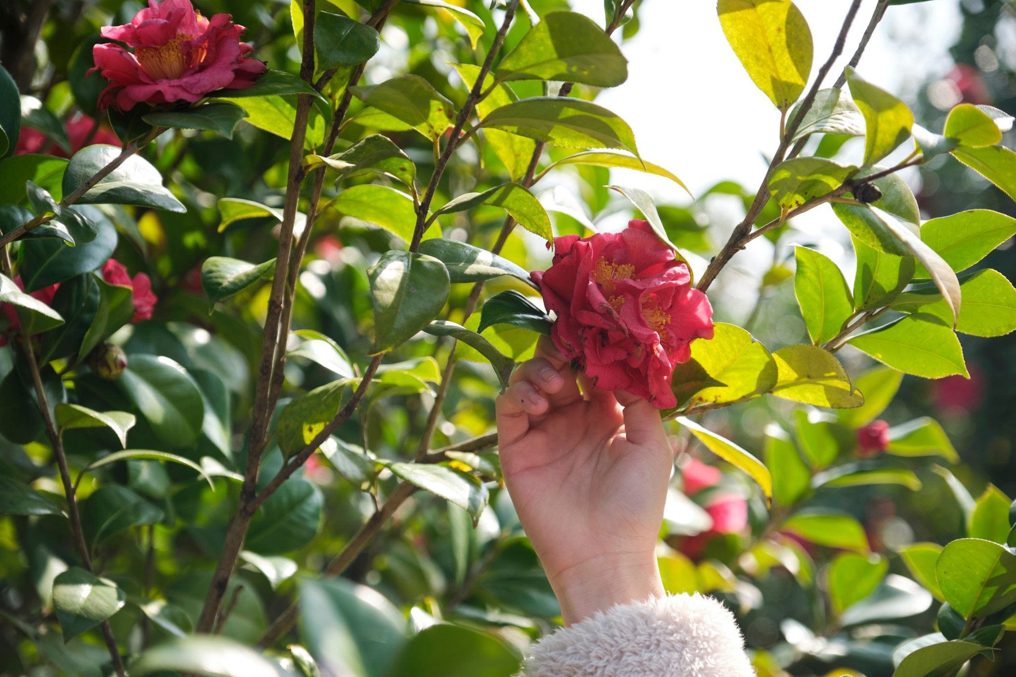  Volunteer Gardeners needed - Aylesbury