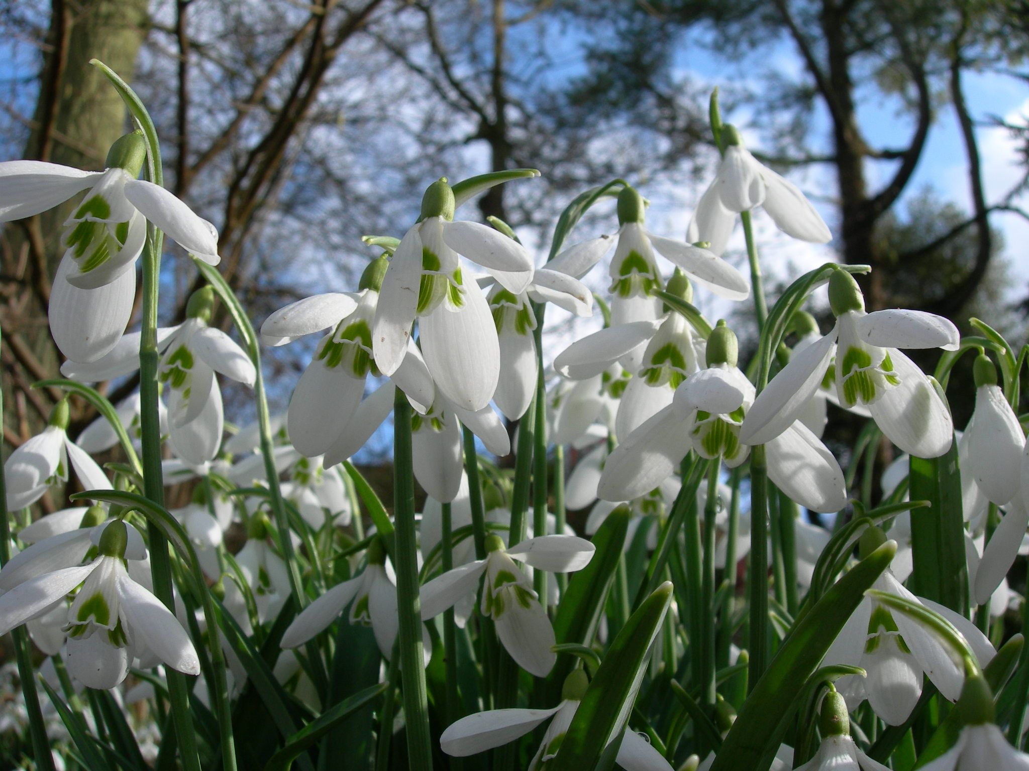 Volunteering day at Rococo Garden