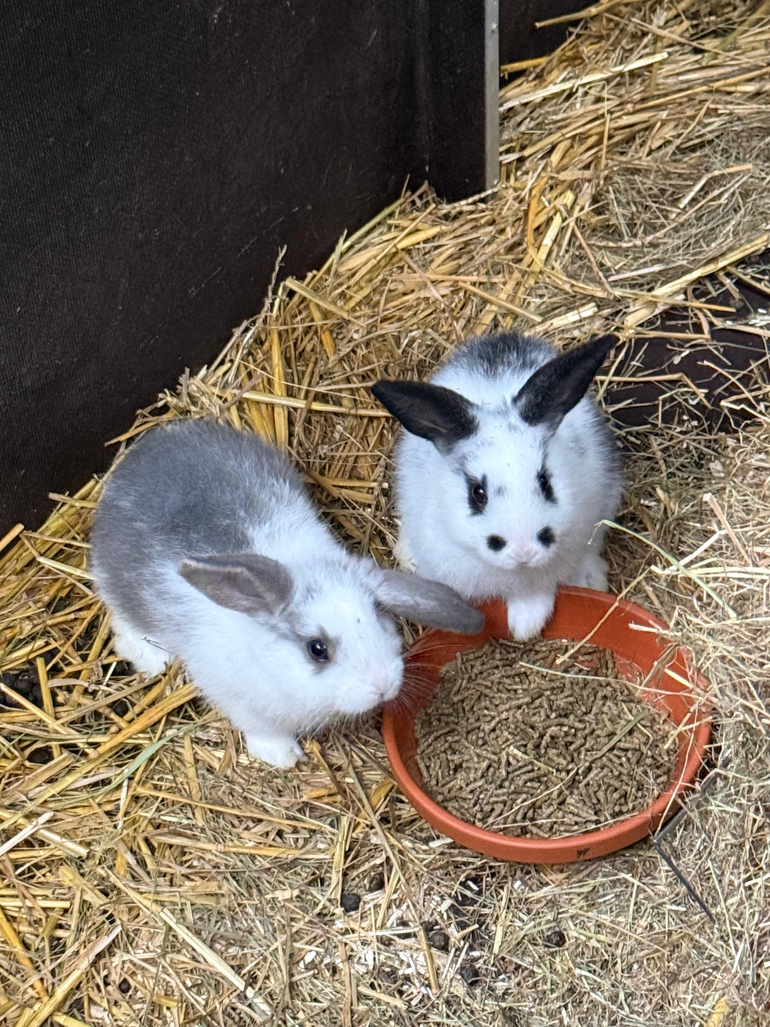 dierverzorger konijnen en cavia's