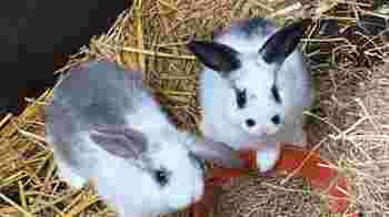 dierverzorger konijnen en cavia's