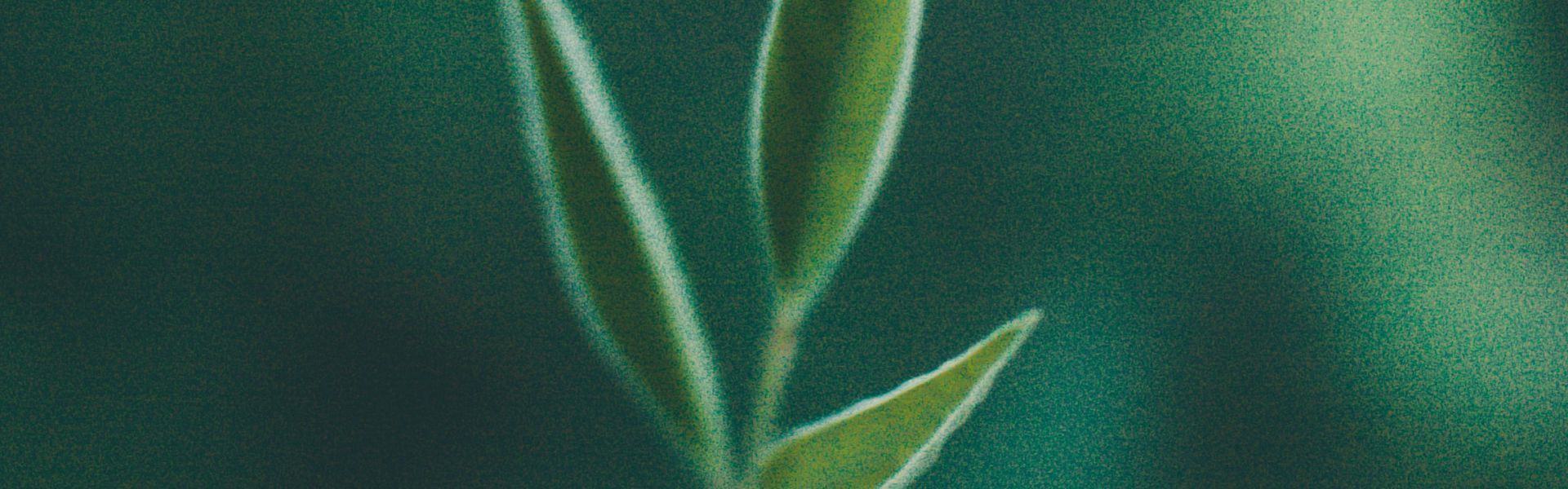 Hoe verbeter ik mijn veerkracht? Online