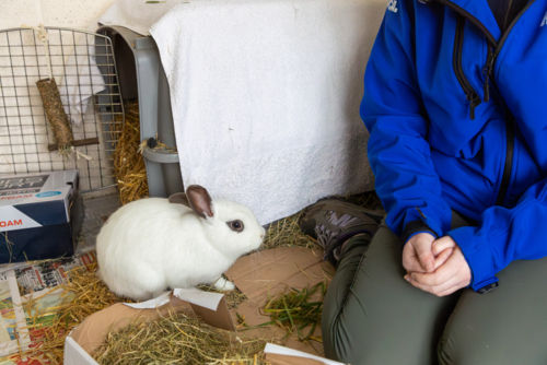 Small Animal Care Support Assistant