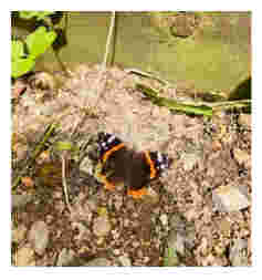 A butterfly on the ground with wings spread open