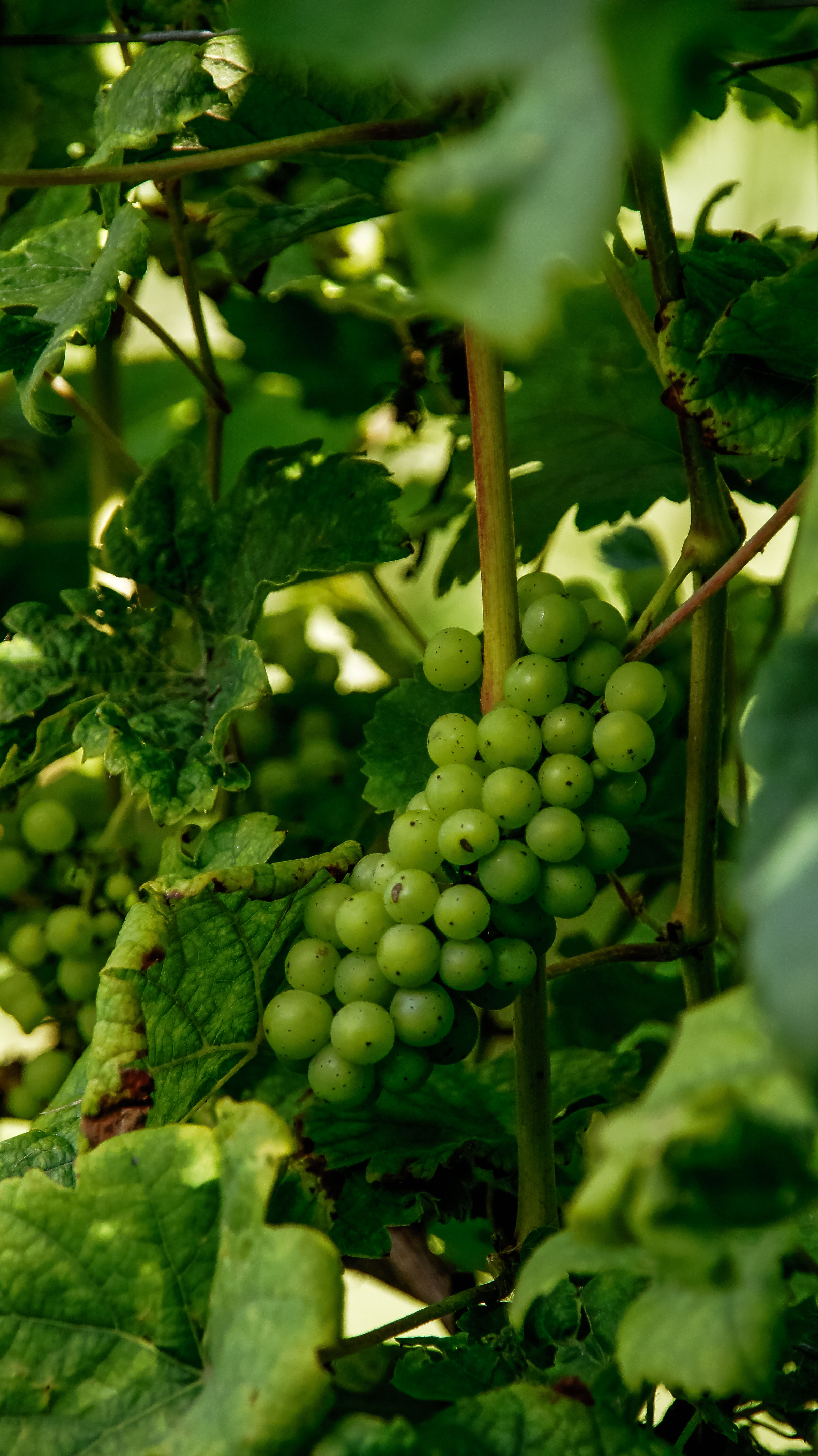 Moestuin vrijwilliger 