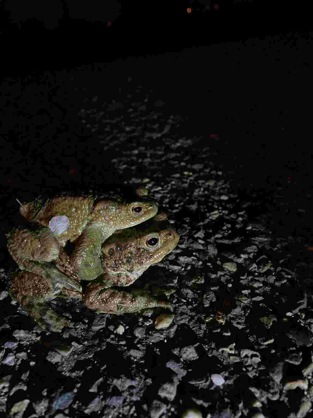 Help toads cross roads