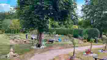 Be a St Faiths Sunflowers 🌻 Nurture our Green Spaces