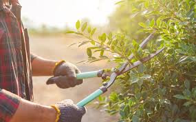 Volunteer Gardener