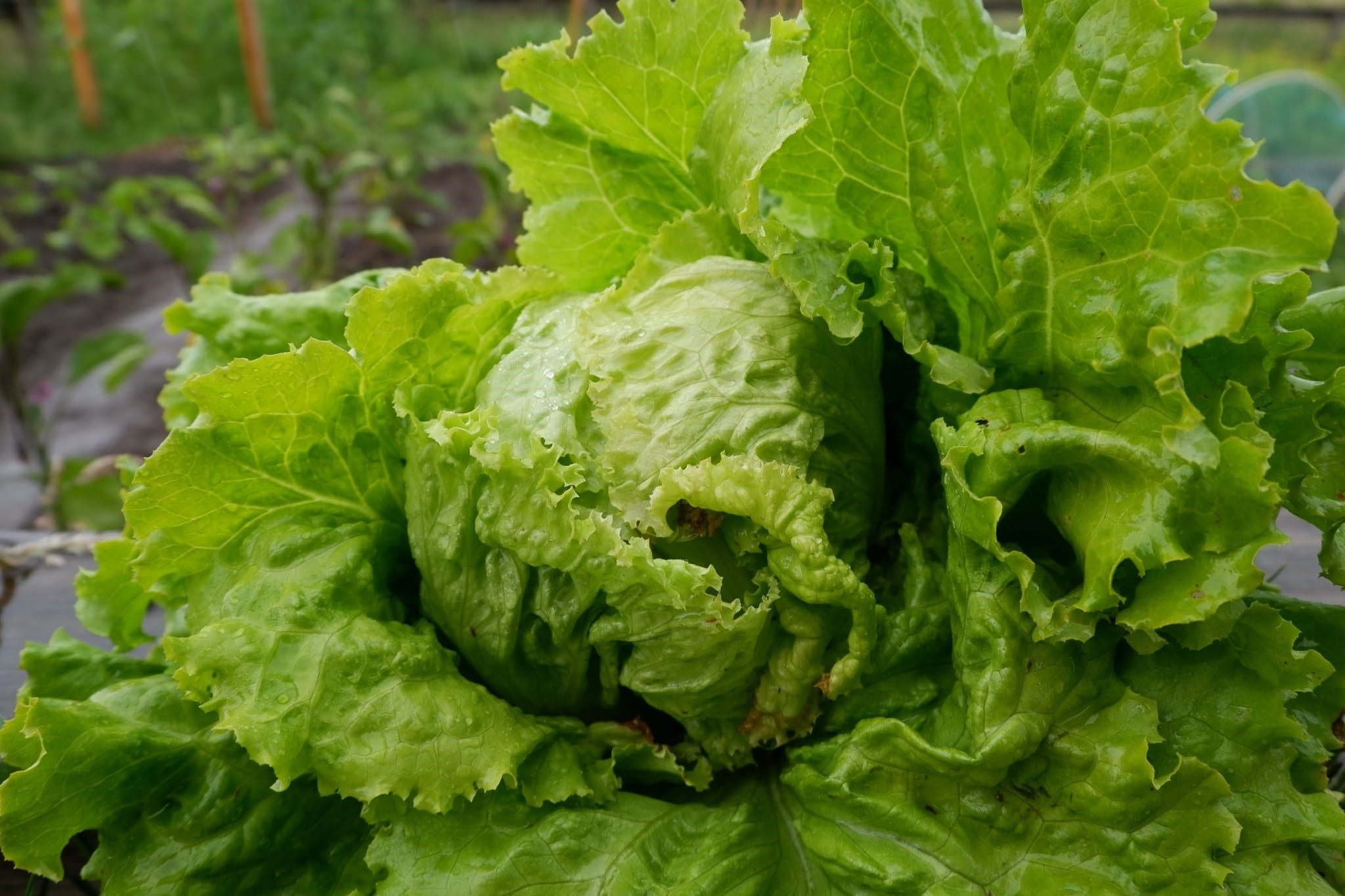 Moestuincoaches | Groene Loper Hof van Twente