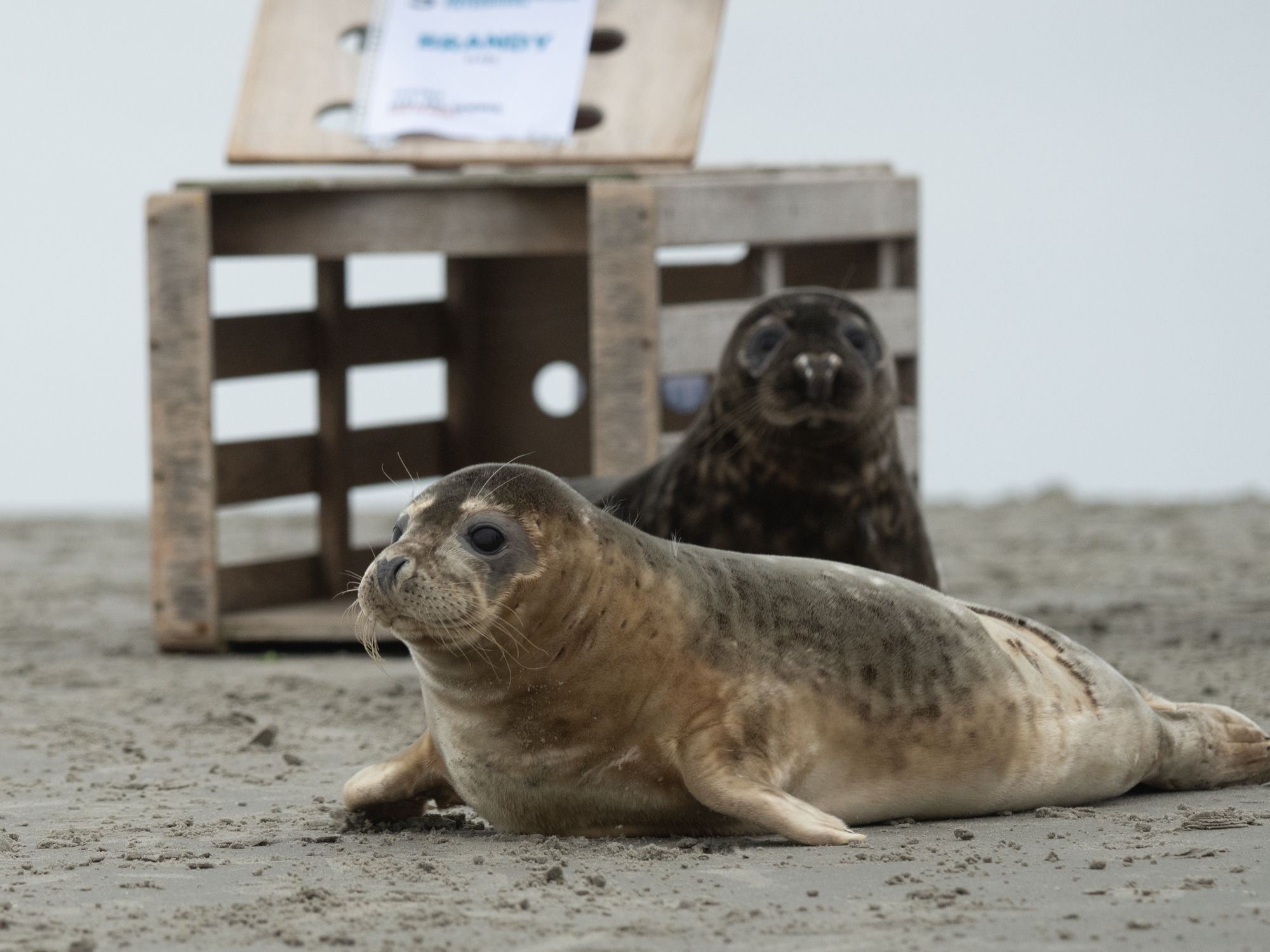 Voorlichter voor de bezoekers van de zeehondencentrum