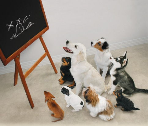 Kynologisch instructeur