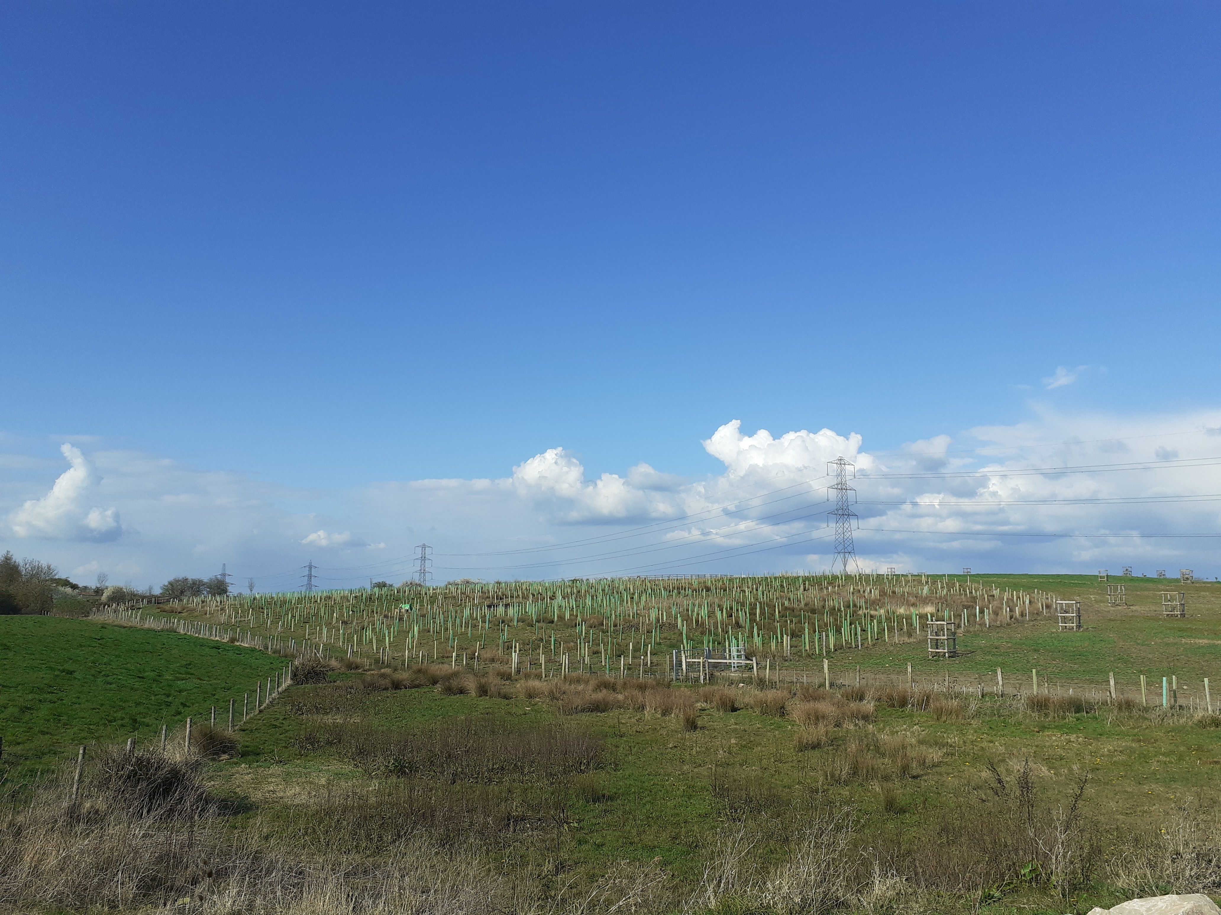 Caring for our Hedgerows