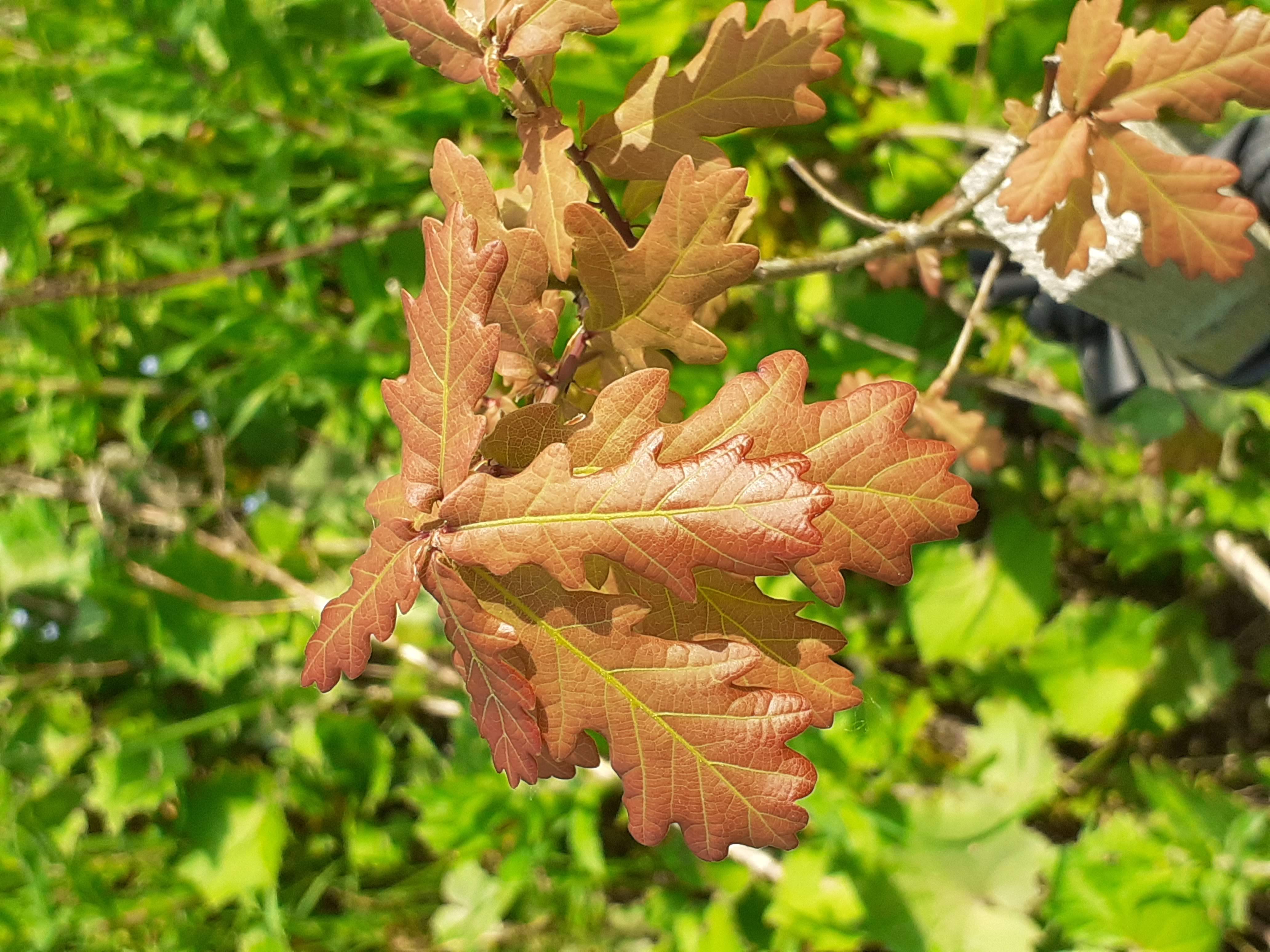 Caring for Trees - Community Woodland - Wednesday 28 May - 9:30 am to 12:30 pm