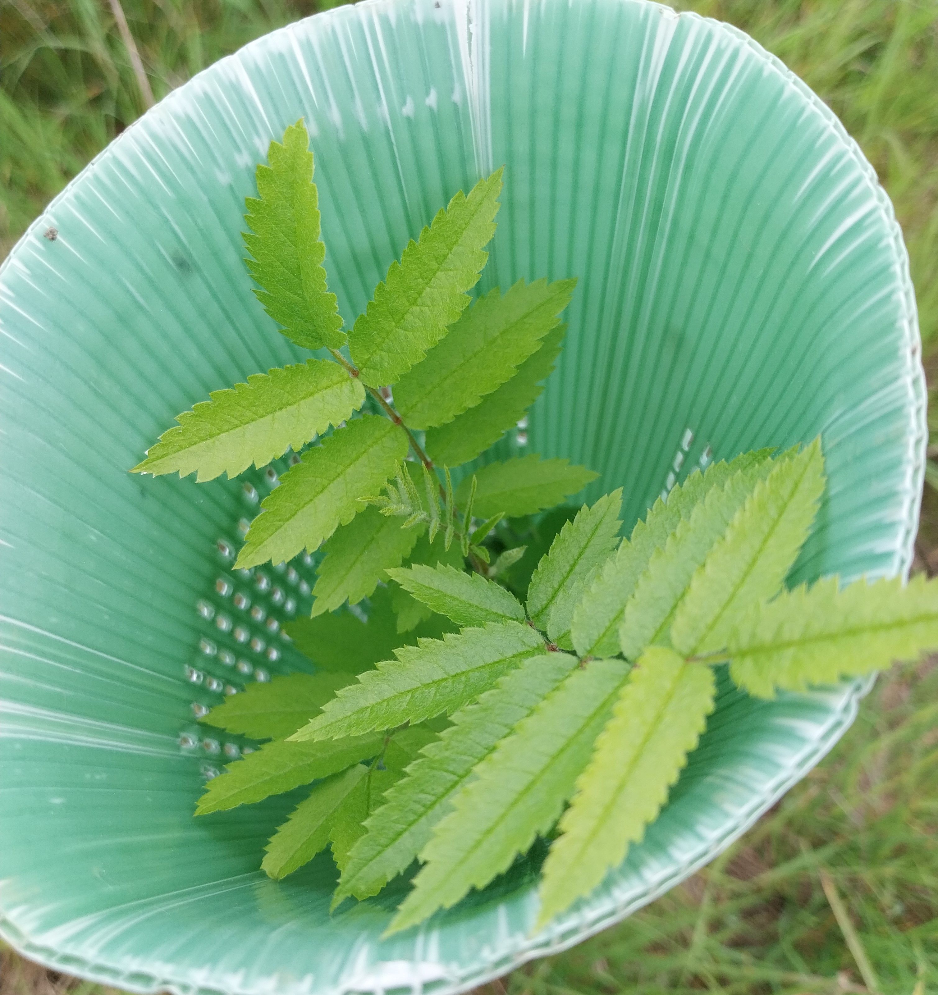 Odd Job Day - 26 Jan 2026 - 9:30 am