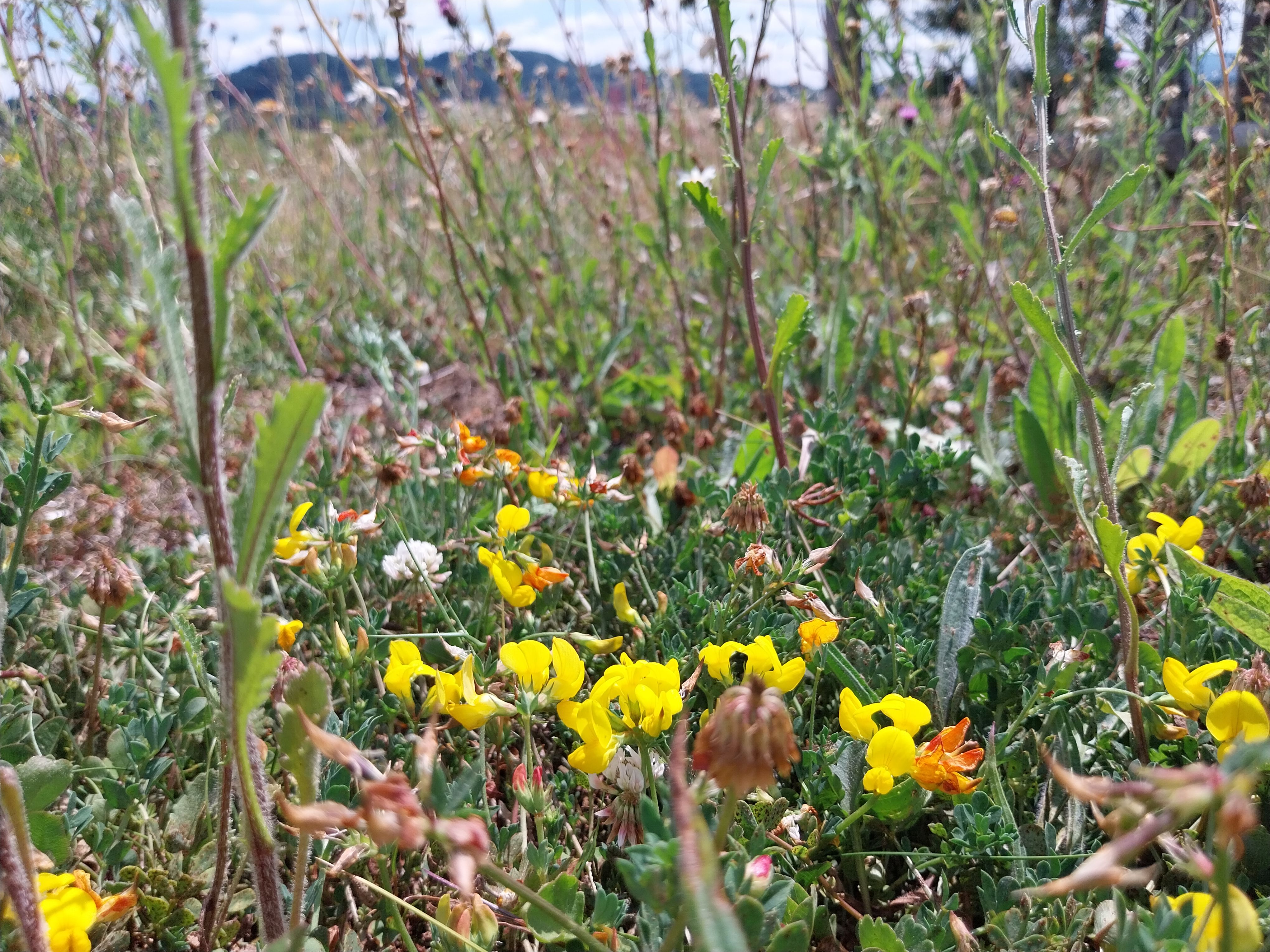 Odd Job Day - 29 September 9:30 am