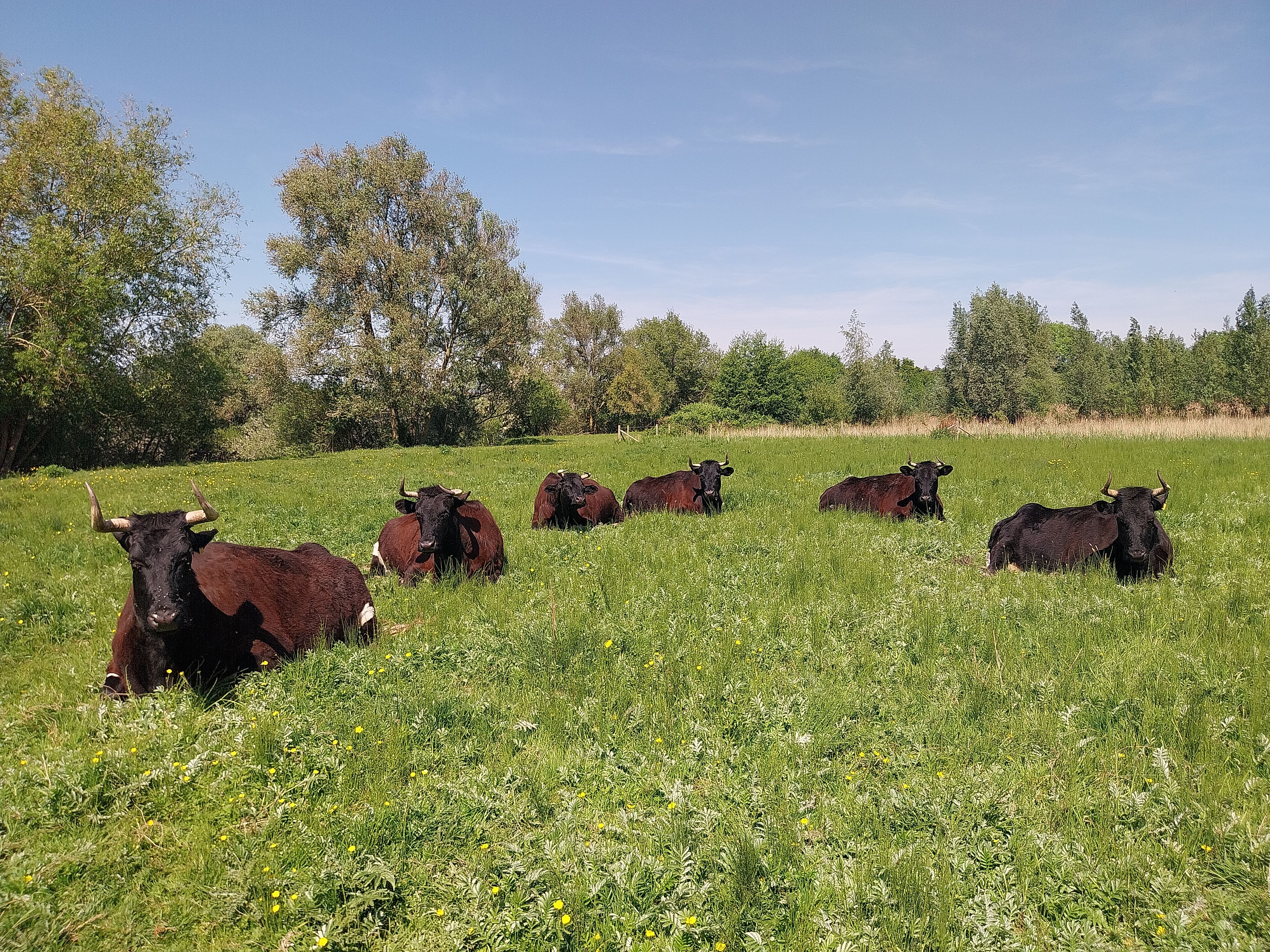 Walking cows - Friday 4 July - 10 am