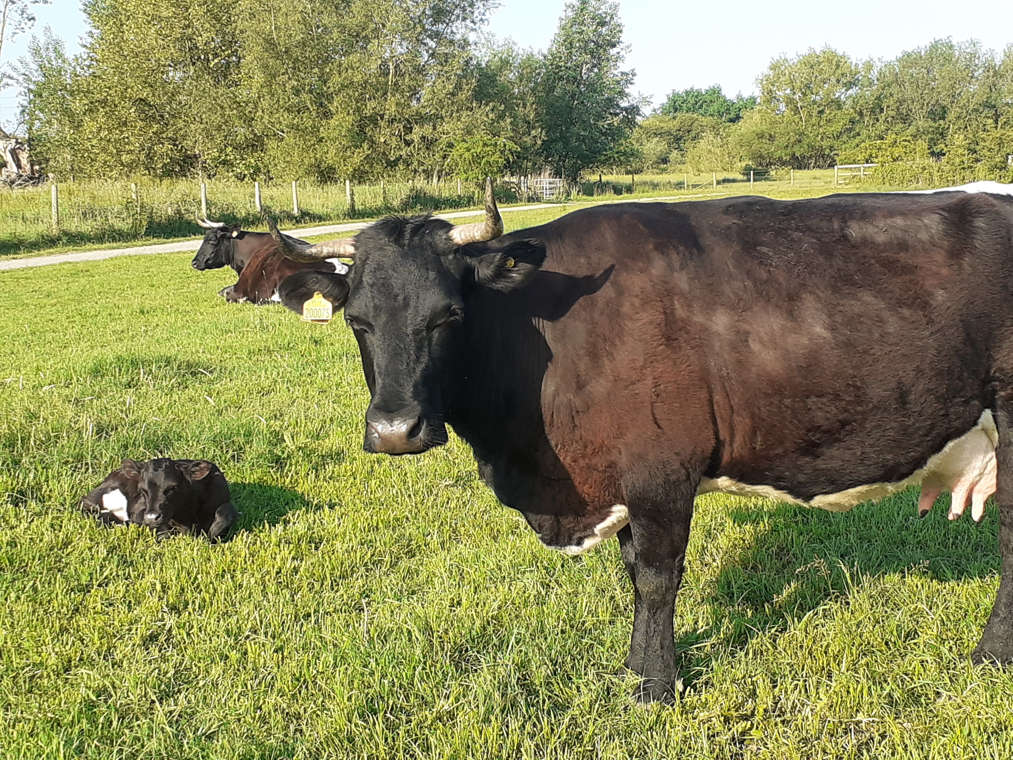 Removing Old Fenceline - Friday 21 November - 9:30 - 12:30 pm