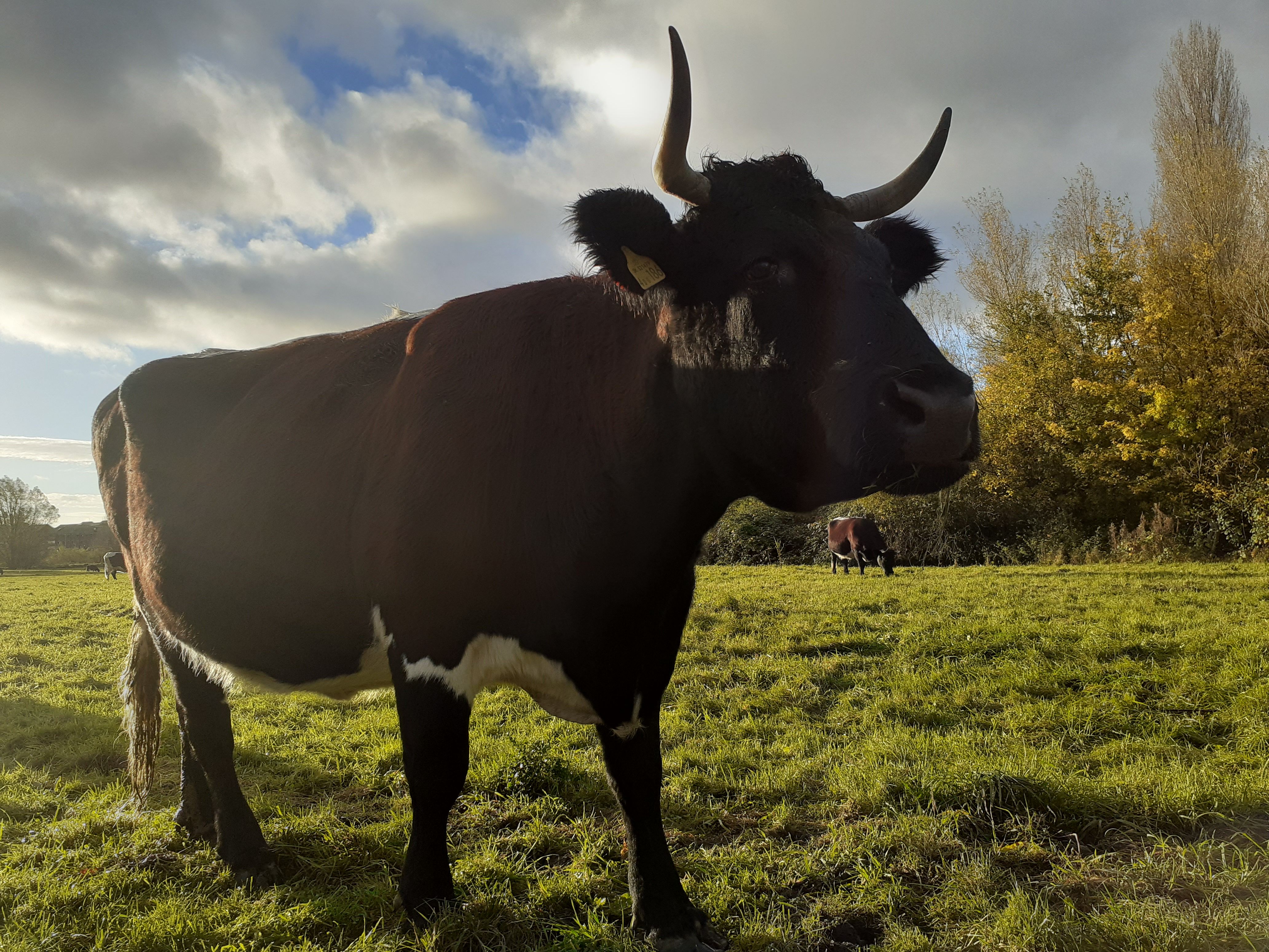 Setting up the corale - for TB Testing Thursday 14 August - 9:30am