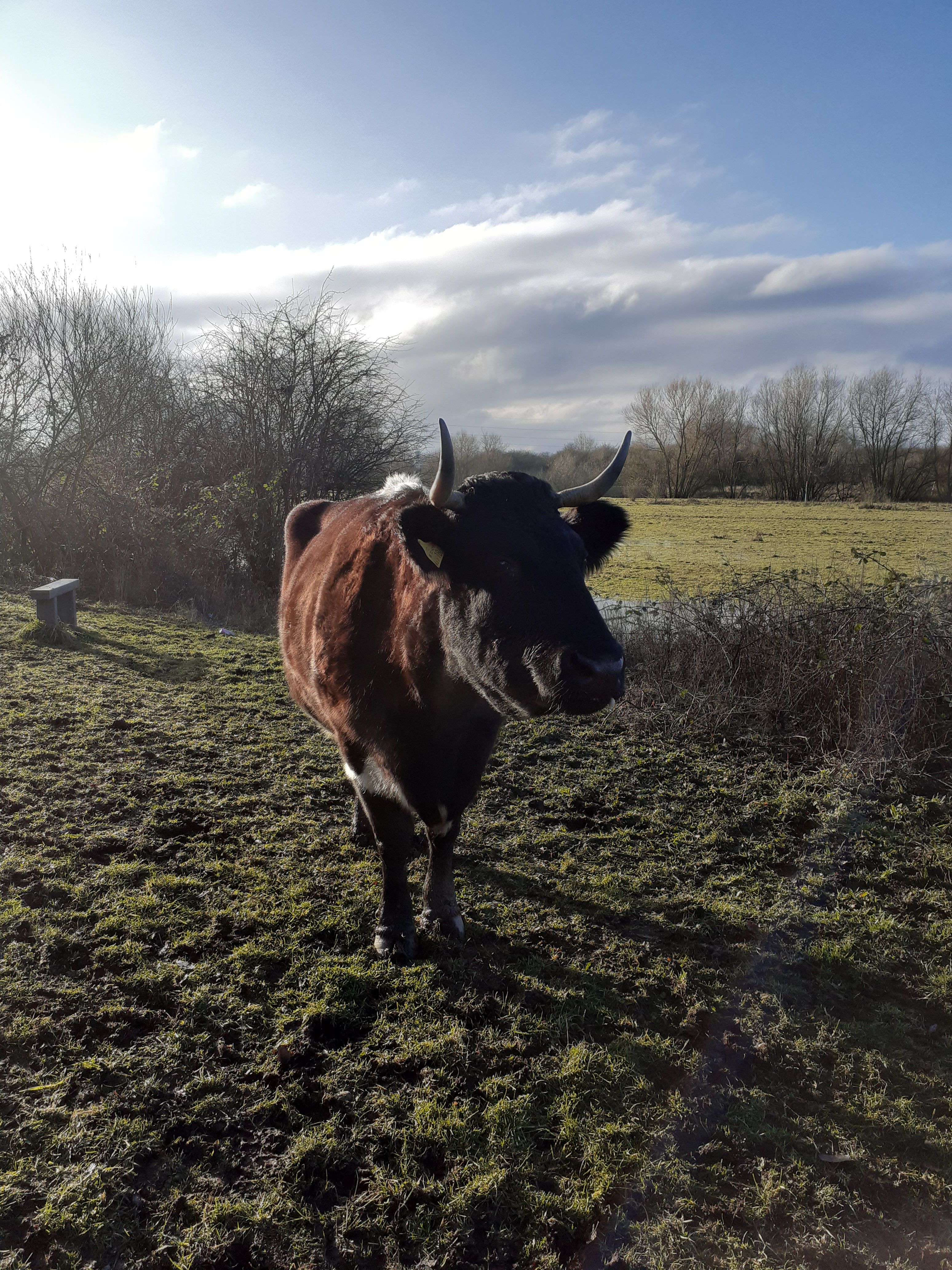 Walking cows - Thursday 14 August - 10.15 am