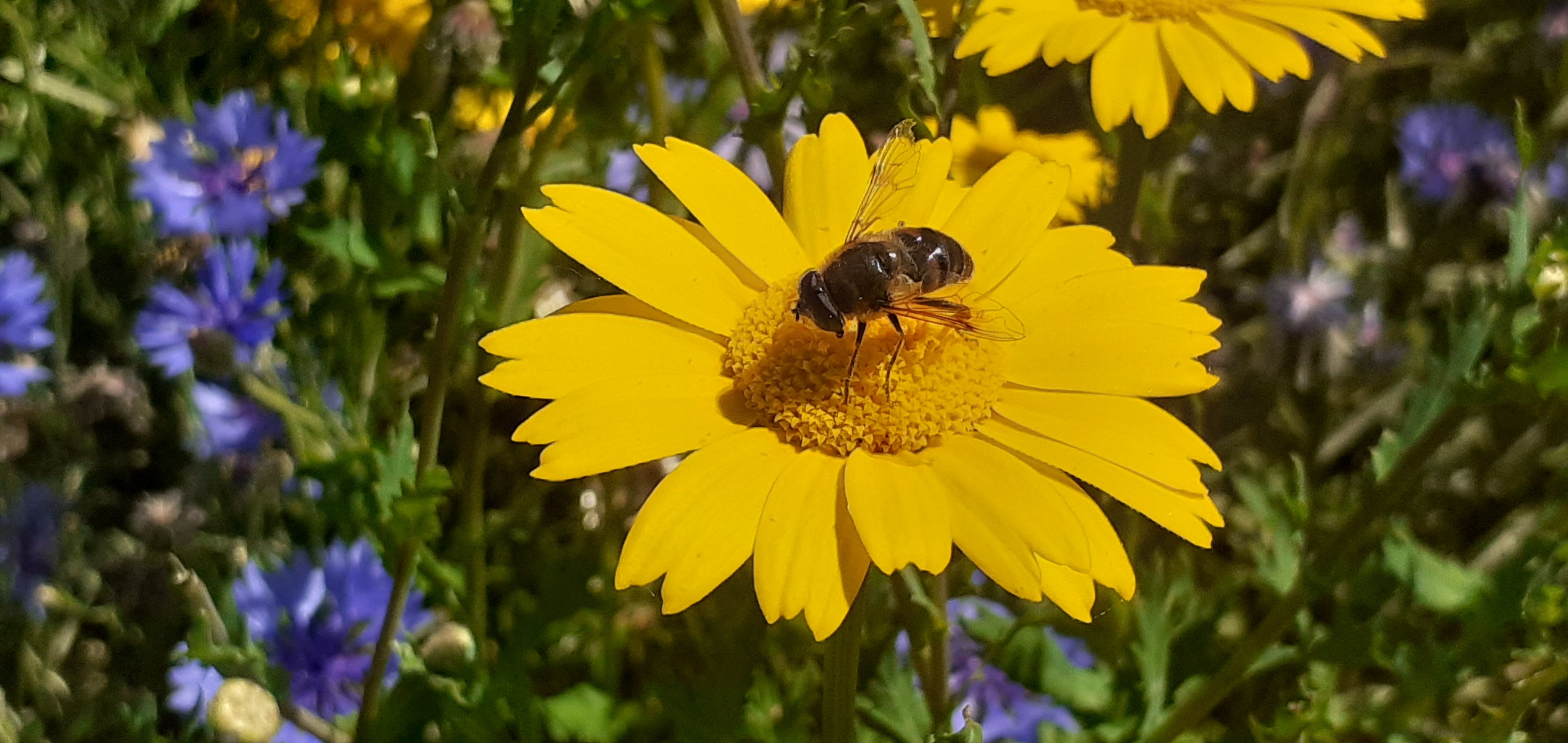 Planting wildflower plug plants - 1 pm - 3 pm