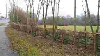 Coppicing - Friday 9 January - Green Lane