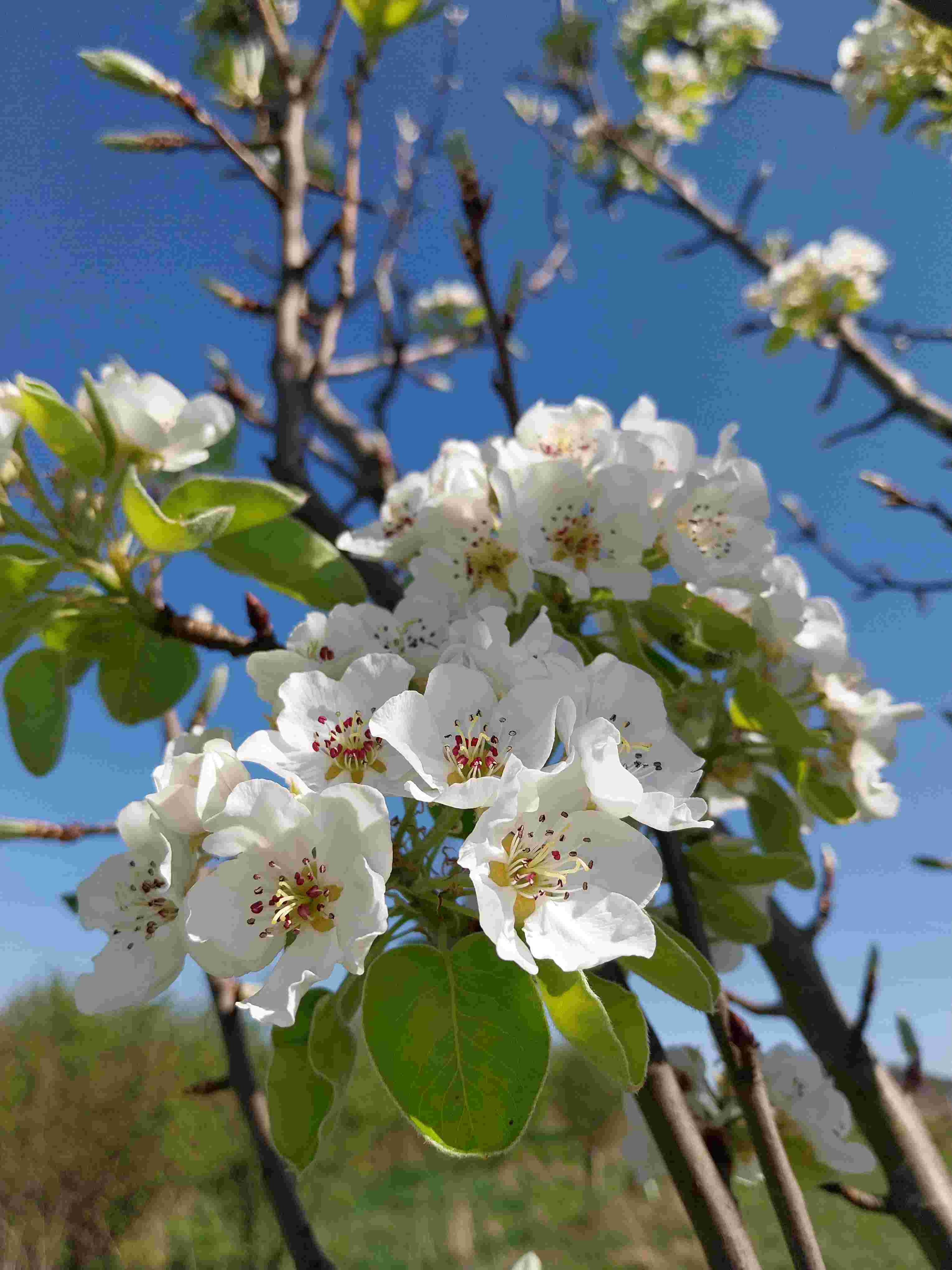 Tree Care - Friday 16th May - Appleton Way Balancing Pond