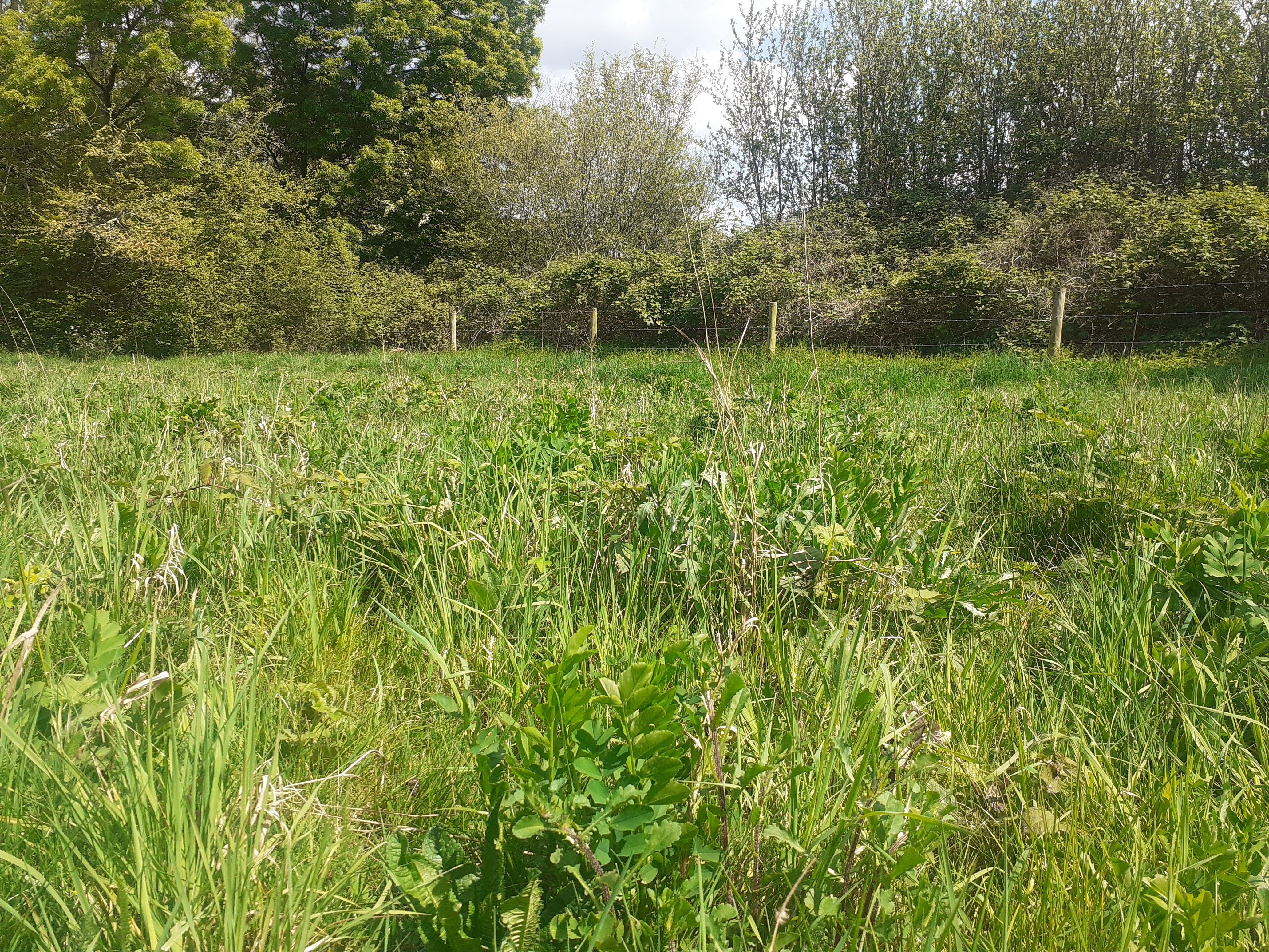 Odd Job day - Friday 3 October 9:30 am - Green Lane