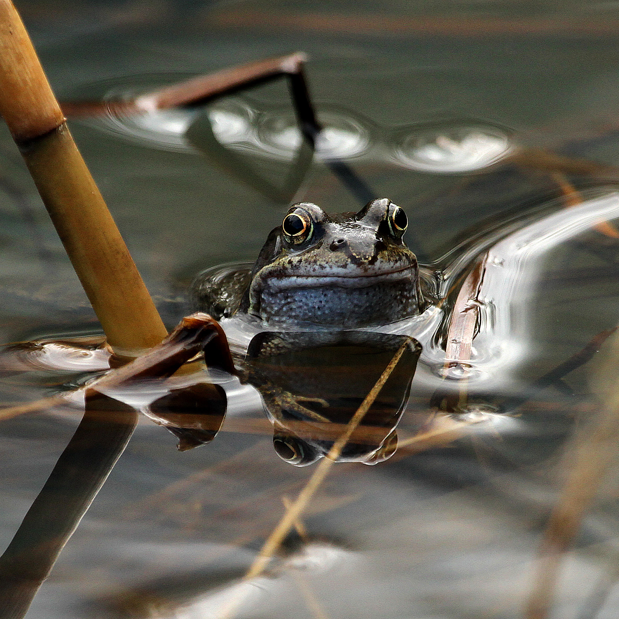 Pond Restoration - Friday 28 November - Hucclecote Meadows SSSI