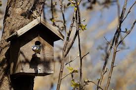 Nestkastcontroleurs | NIVON Vogelwerkgroep