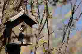 Nestkastcontroleurs | NIVON Vogelwerkgroep