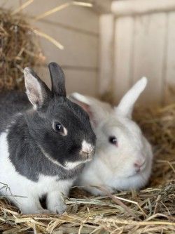 Vrijwilliger Kinderboerderij Naarden voor 1 dagdeel in de week