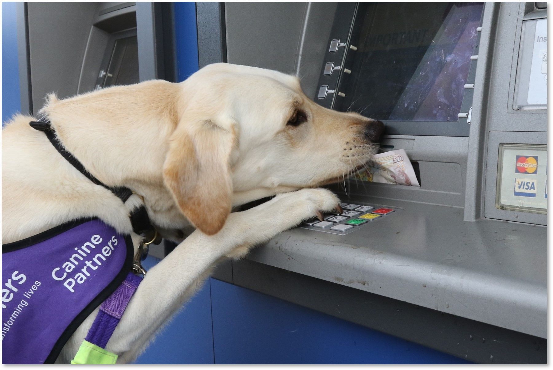 Dog Foster Volunteer