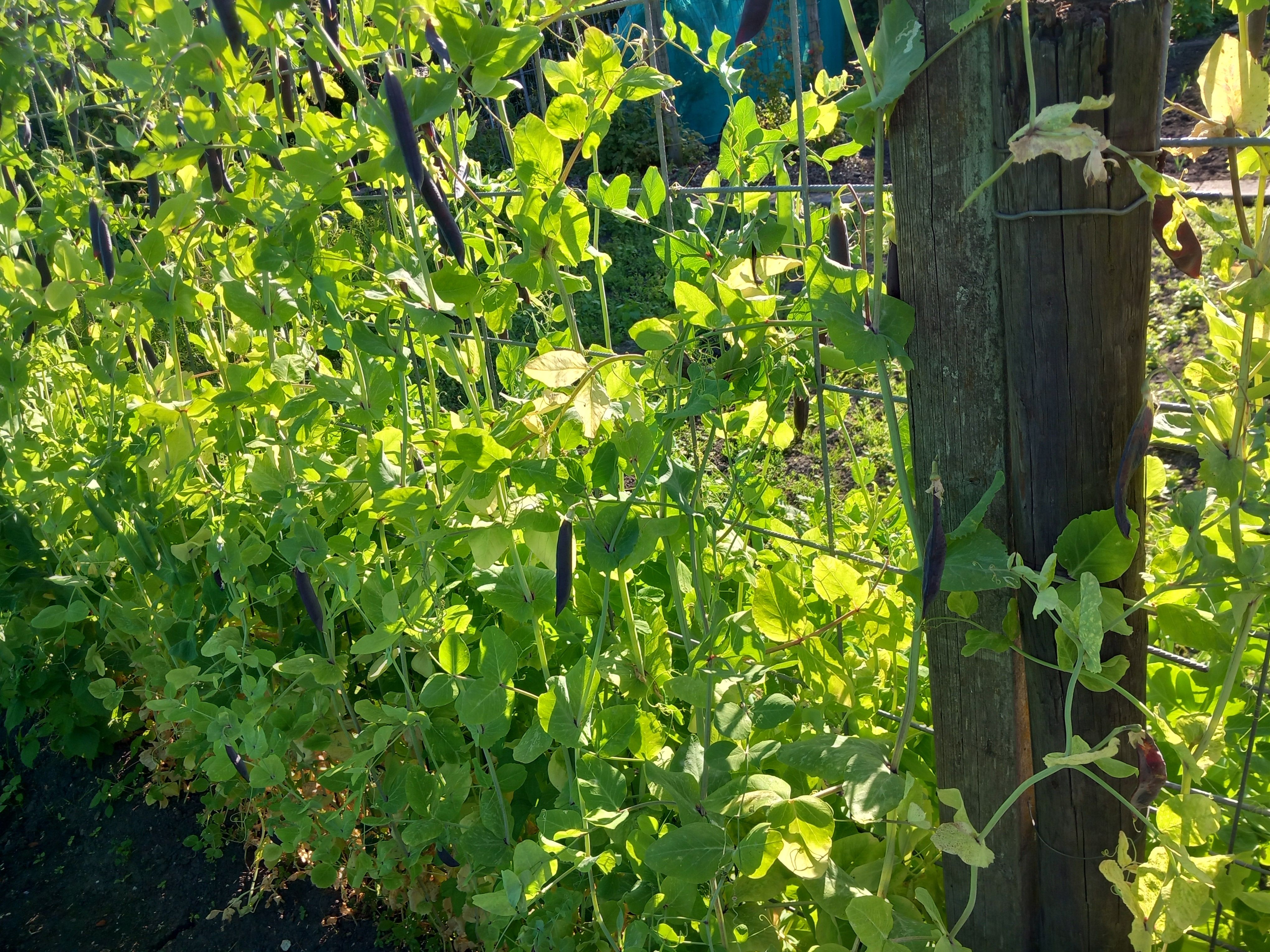 Moestuin in midden Waddinxveen.