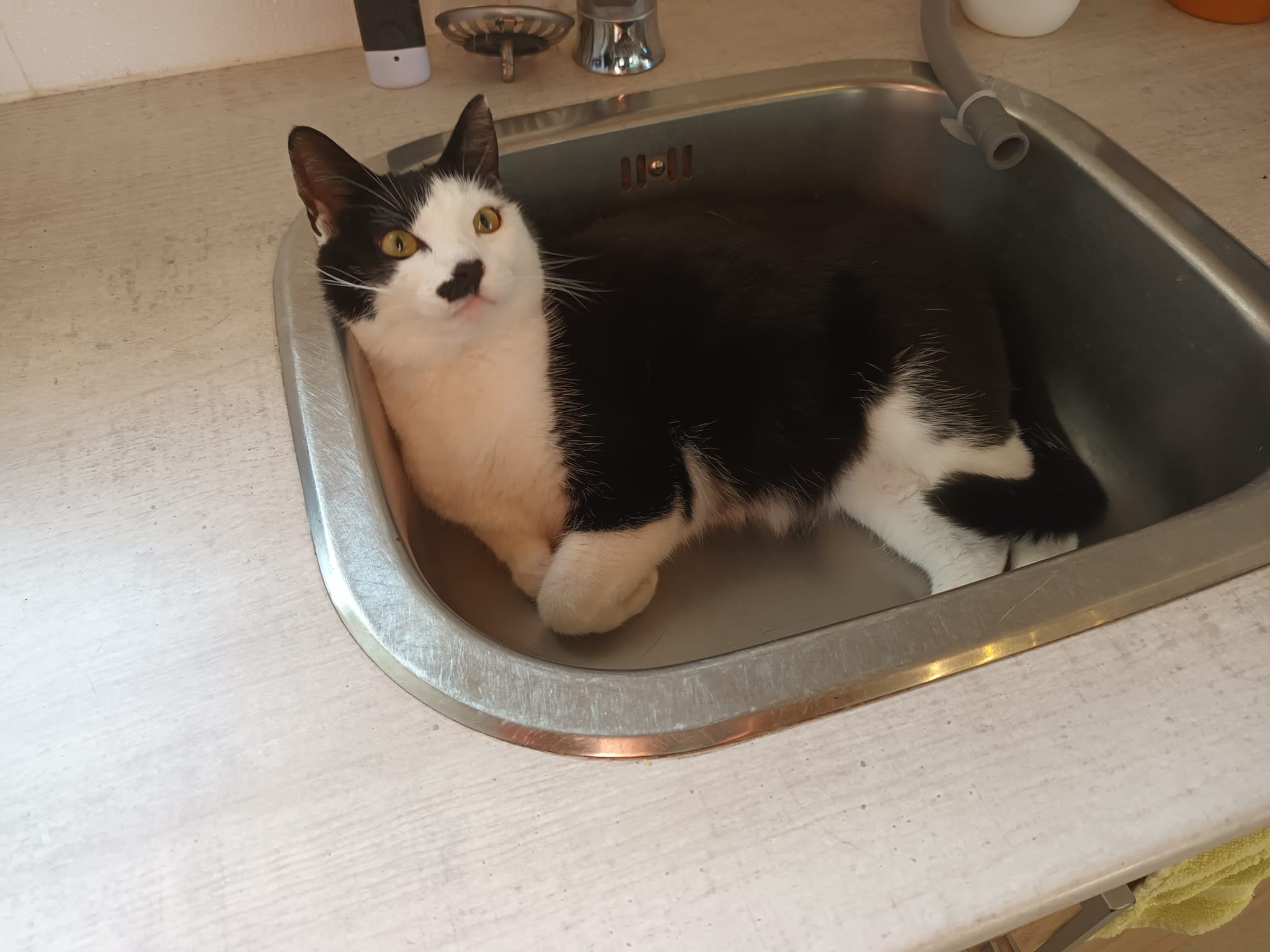 Vrijwilliger bij Kattenopvang Bastet